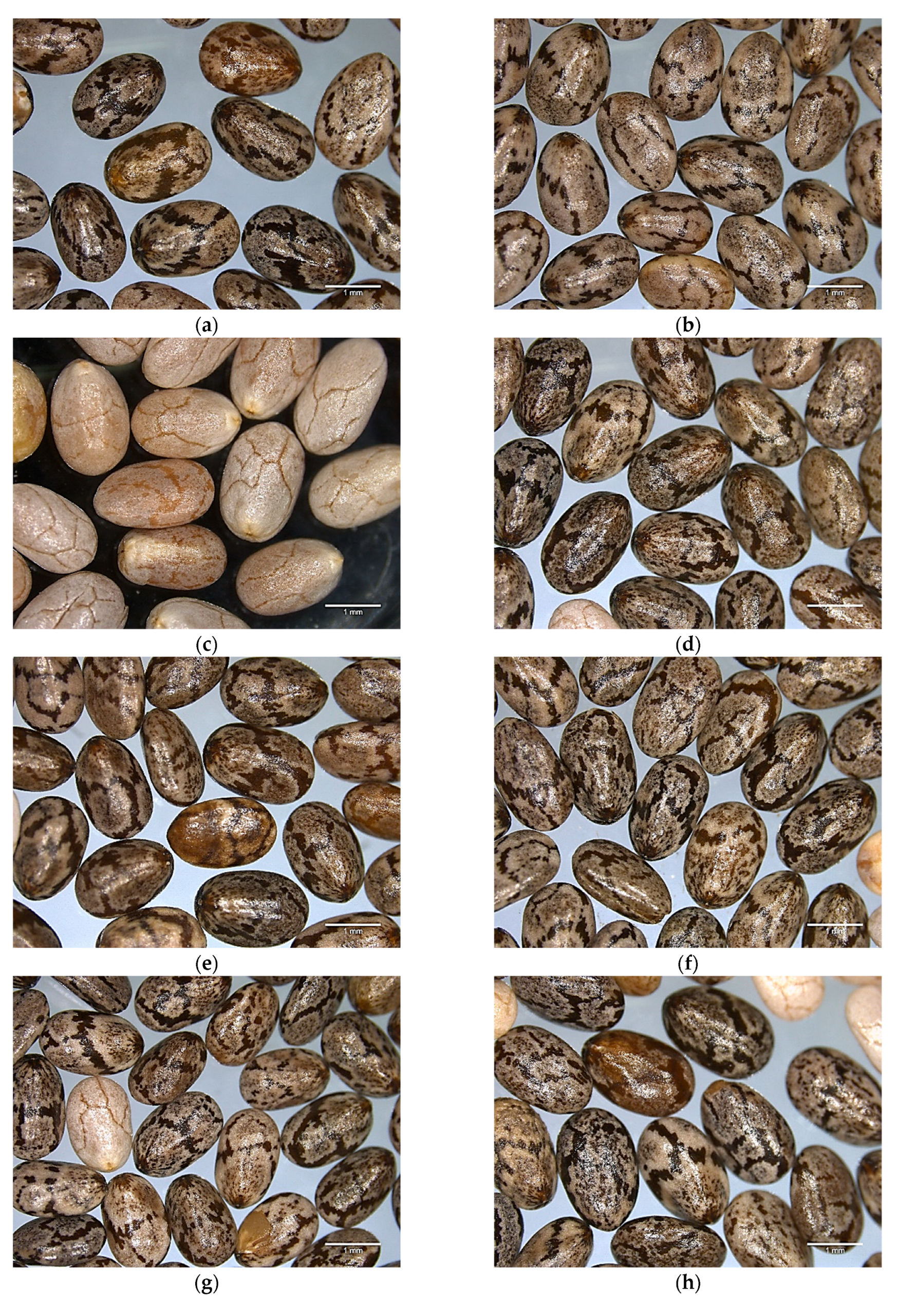 Foods 12 03013 g001 Foods 12 03013 g001