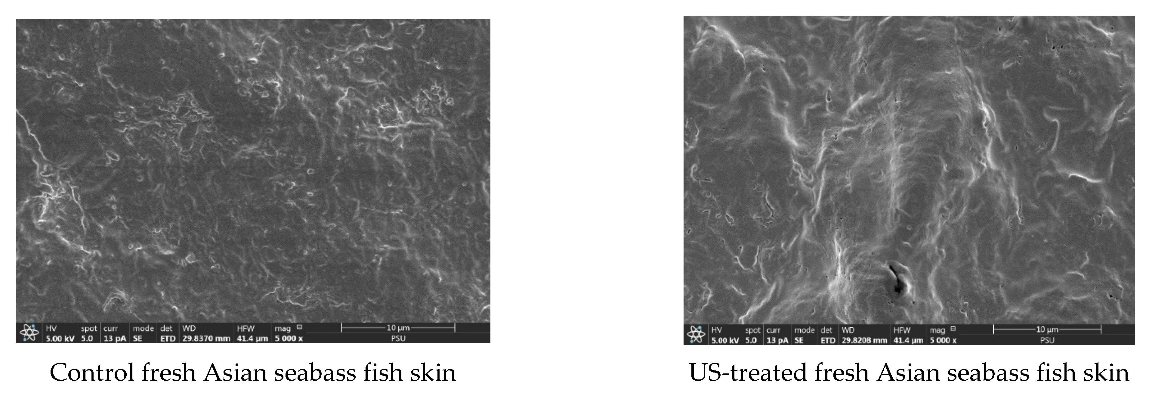 Foods Free FullText Evaluating of Convection Drying and