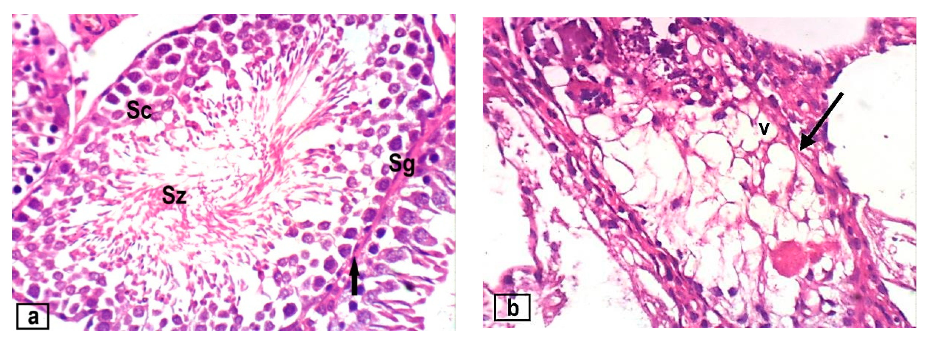 Foods 12 03069 g004a