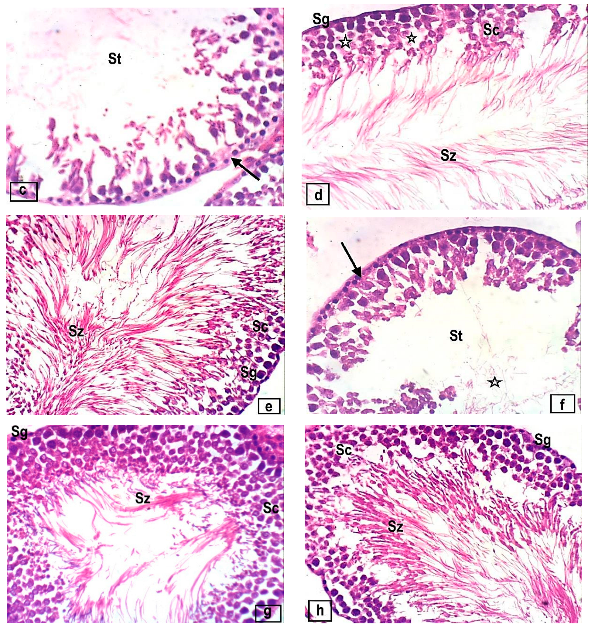 Foods 12 03069 g004b