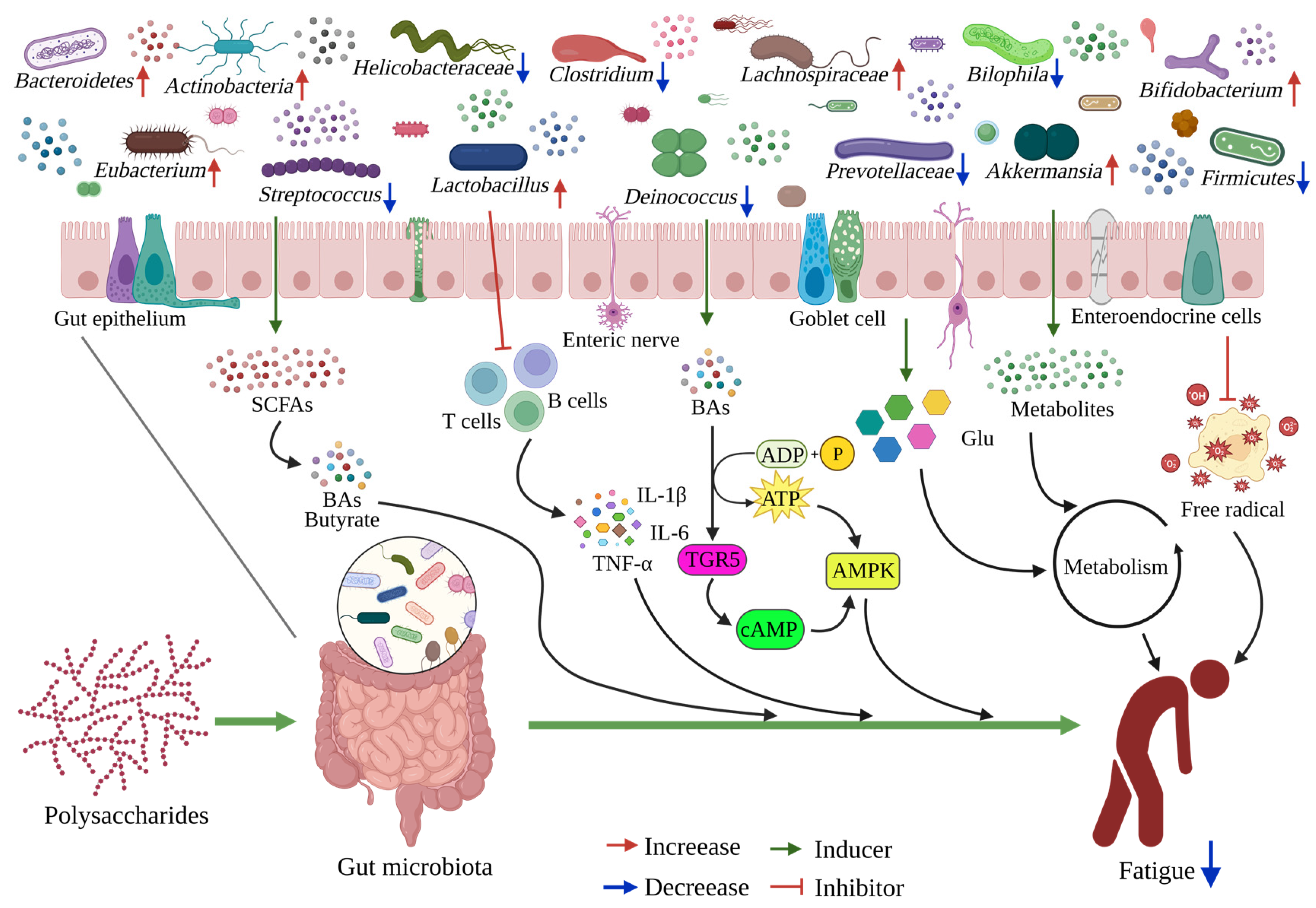 Dietary Polysaccharides