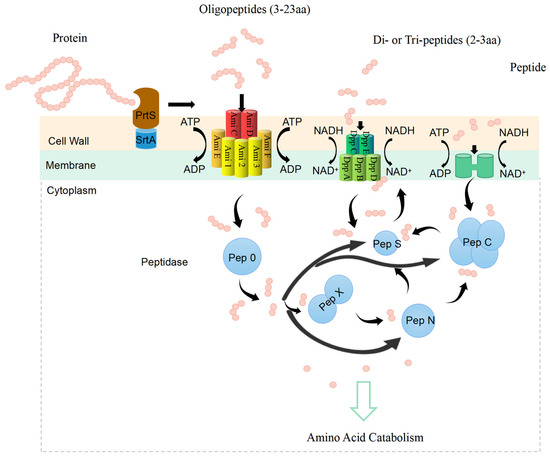 Advances in Genetic Tools and Their Application in Advances in Genetic Tools and Their Application in