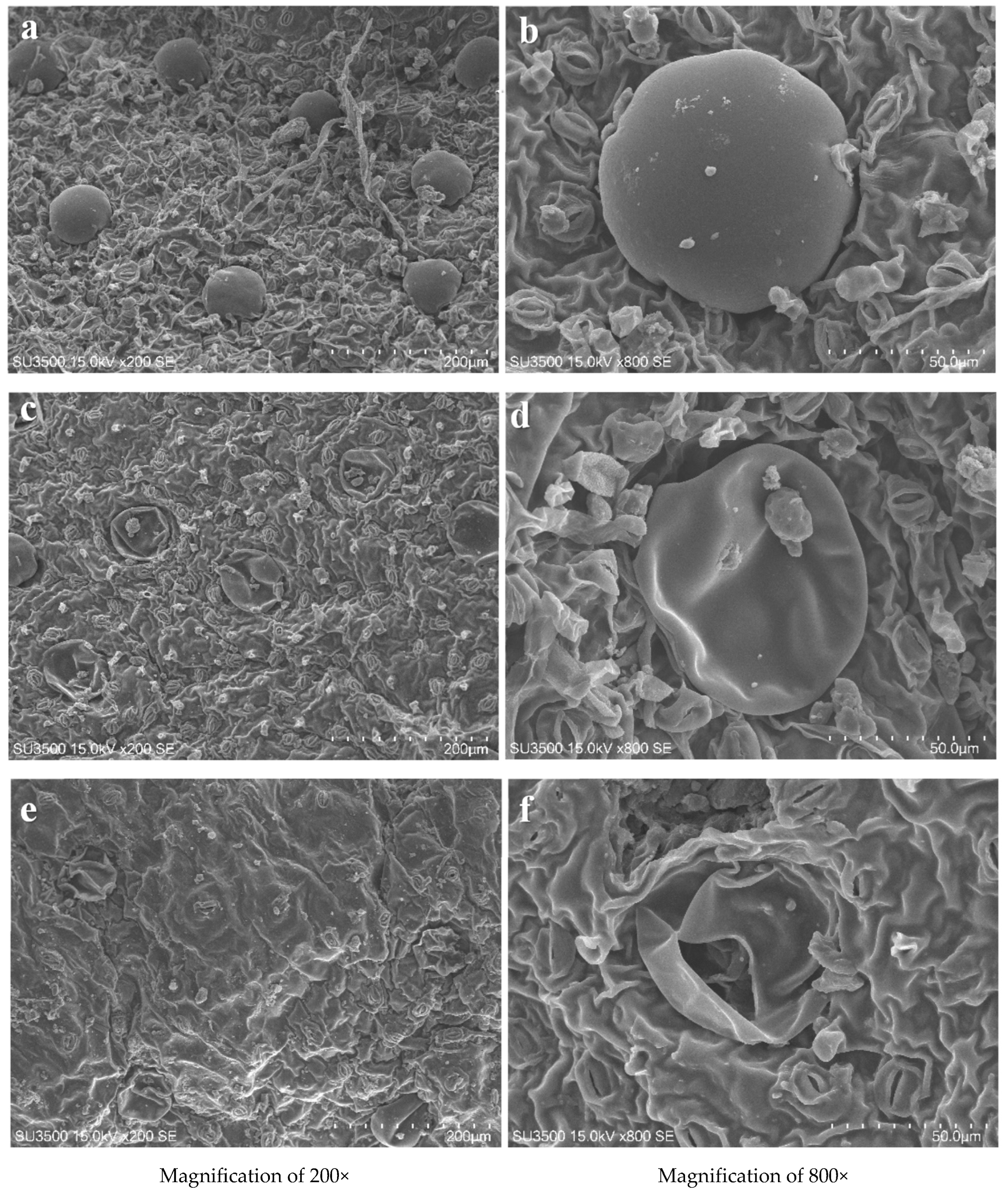 Foods 12 03181 g008 Foods 12 03181 g008