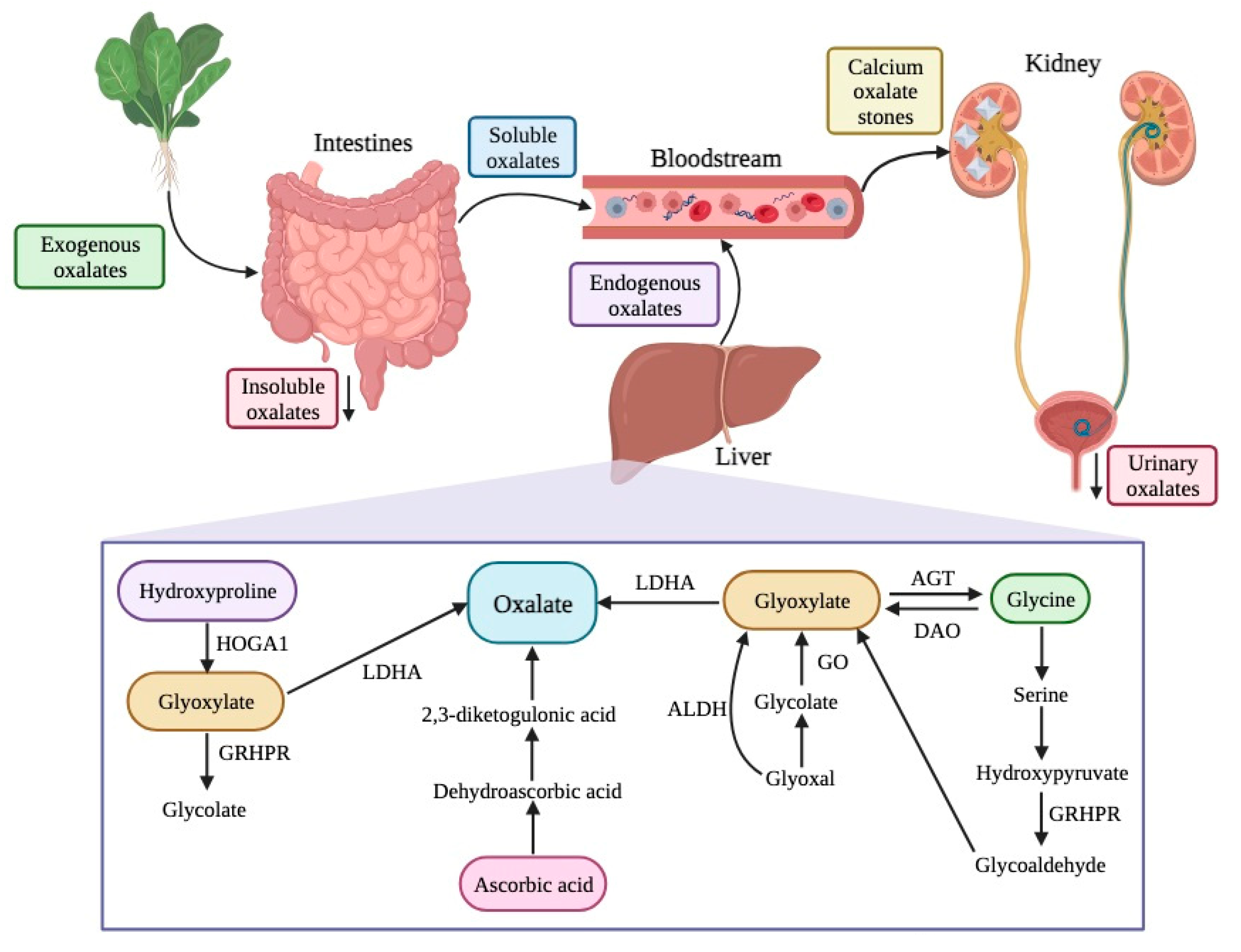 Foods 12 03201 g003 Foods 12 03201 g003