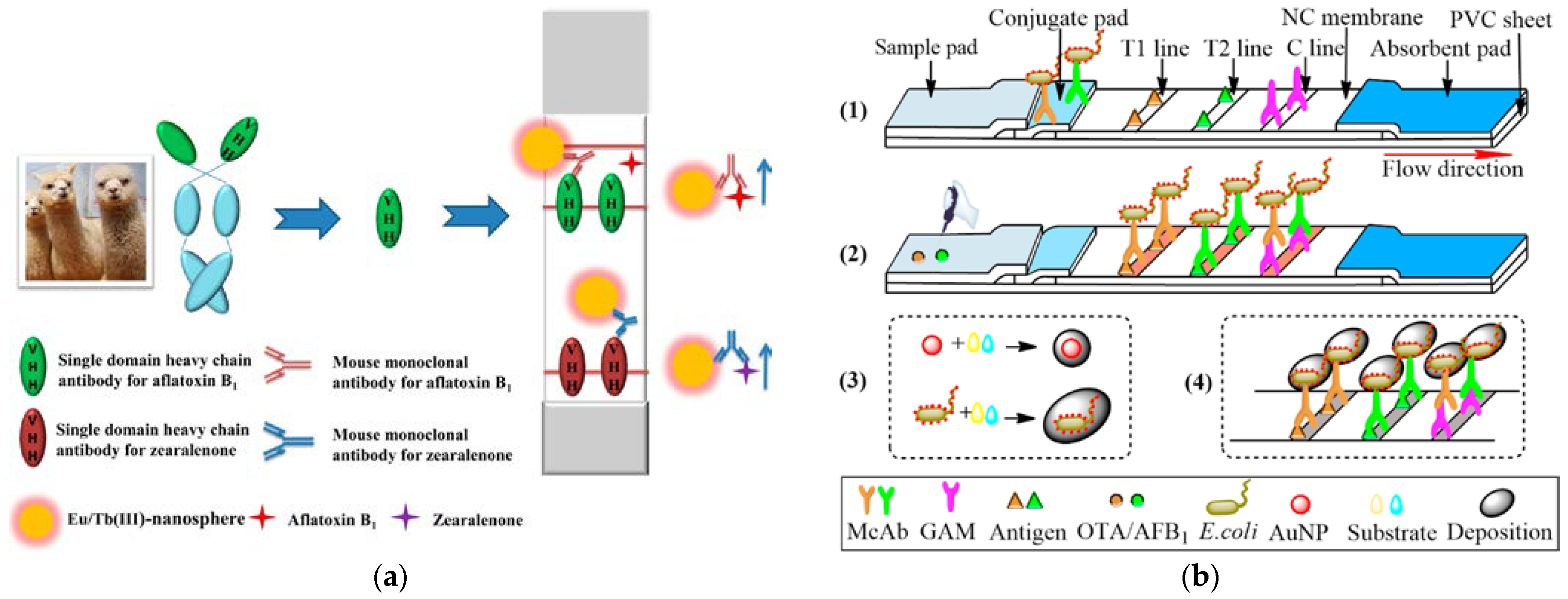 Foods 12 03448 g003a