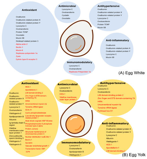 Egg White and Yolk Protein Atlas New Protein Insights of a Global Landmark Food