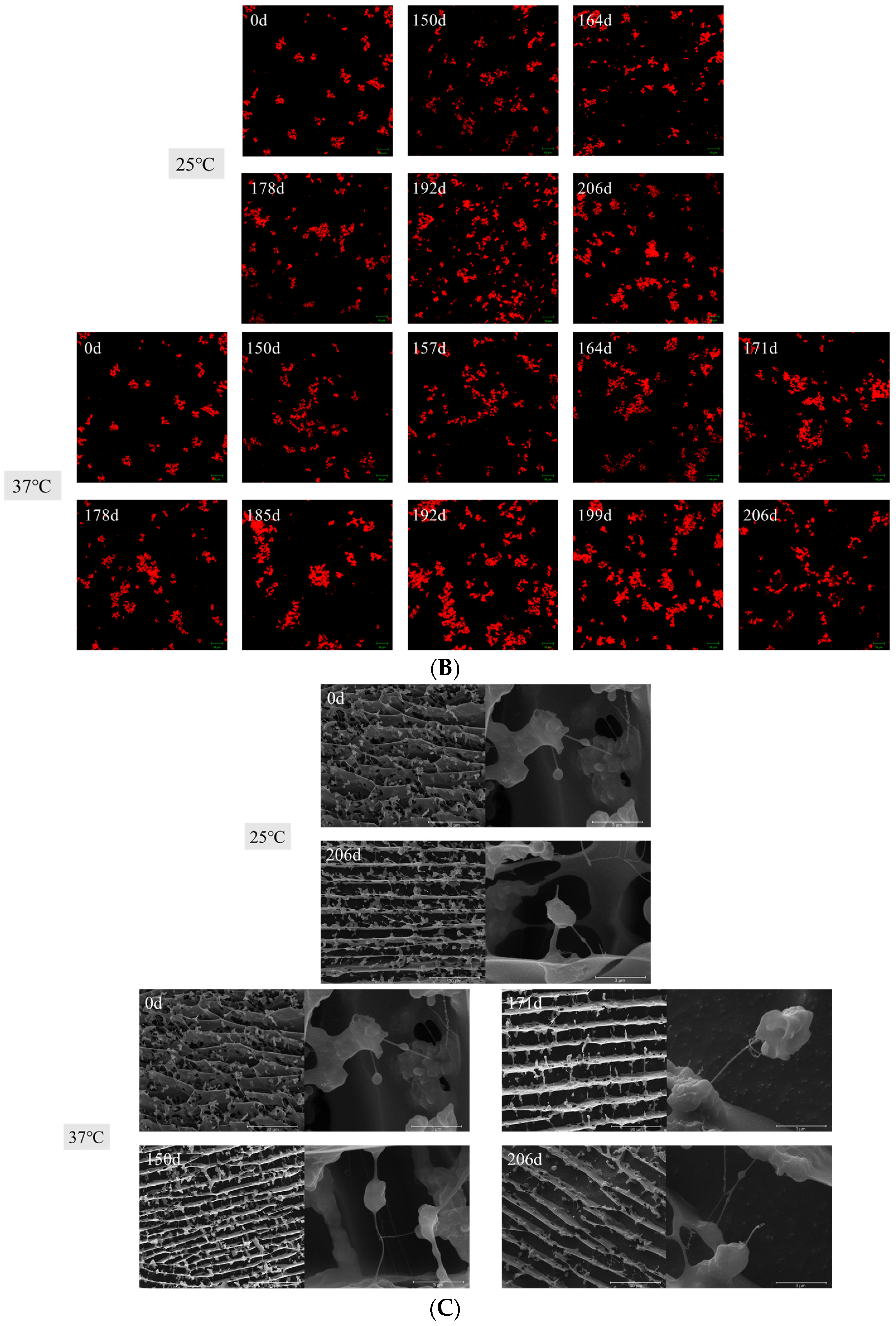 Foods 12 03571 g002b