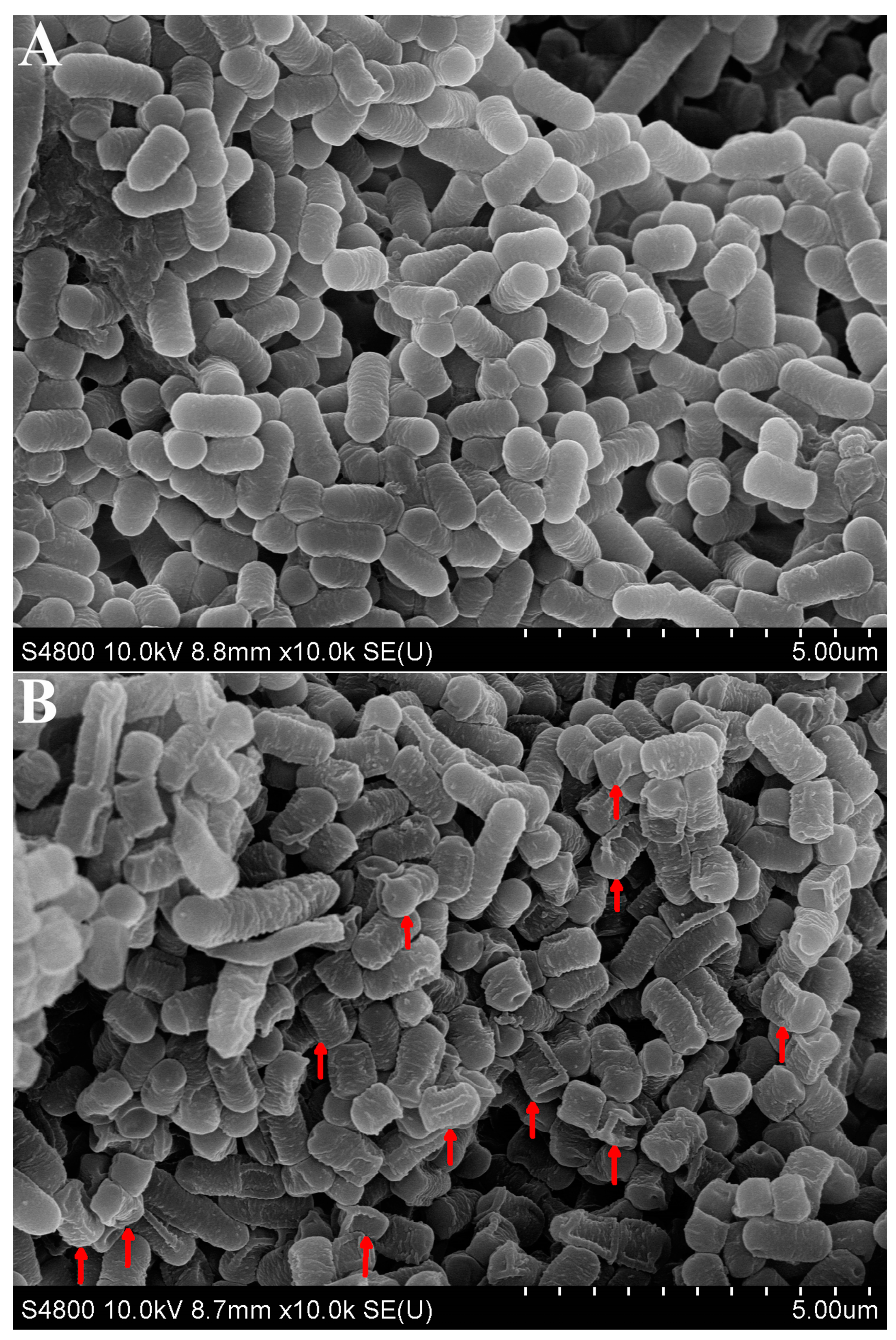 Foods 12 03604 g003a