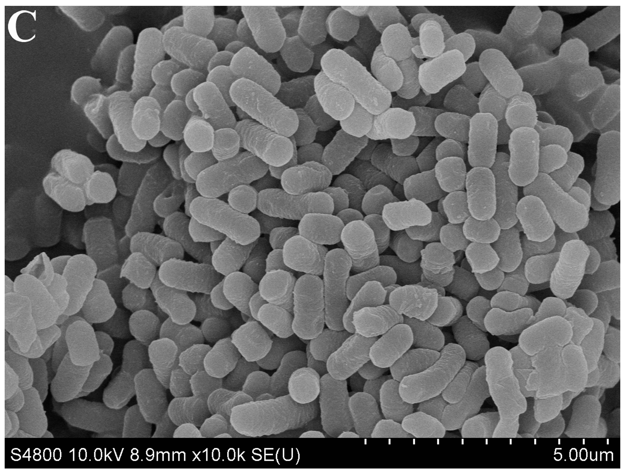 Foods 12 03604 g003b