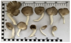 Foods 12 03632 i001 Foods 12 03632 i001