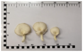 Foods 12 03632 i004 Foods 12 03632 i004