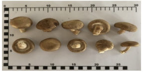 Foods 12 03632 i005 Foods 12 03632 i005