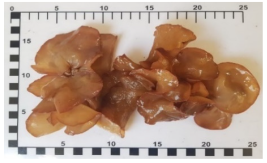 Foods 12 03632 i008 Foods 12 03632 i008