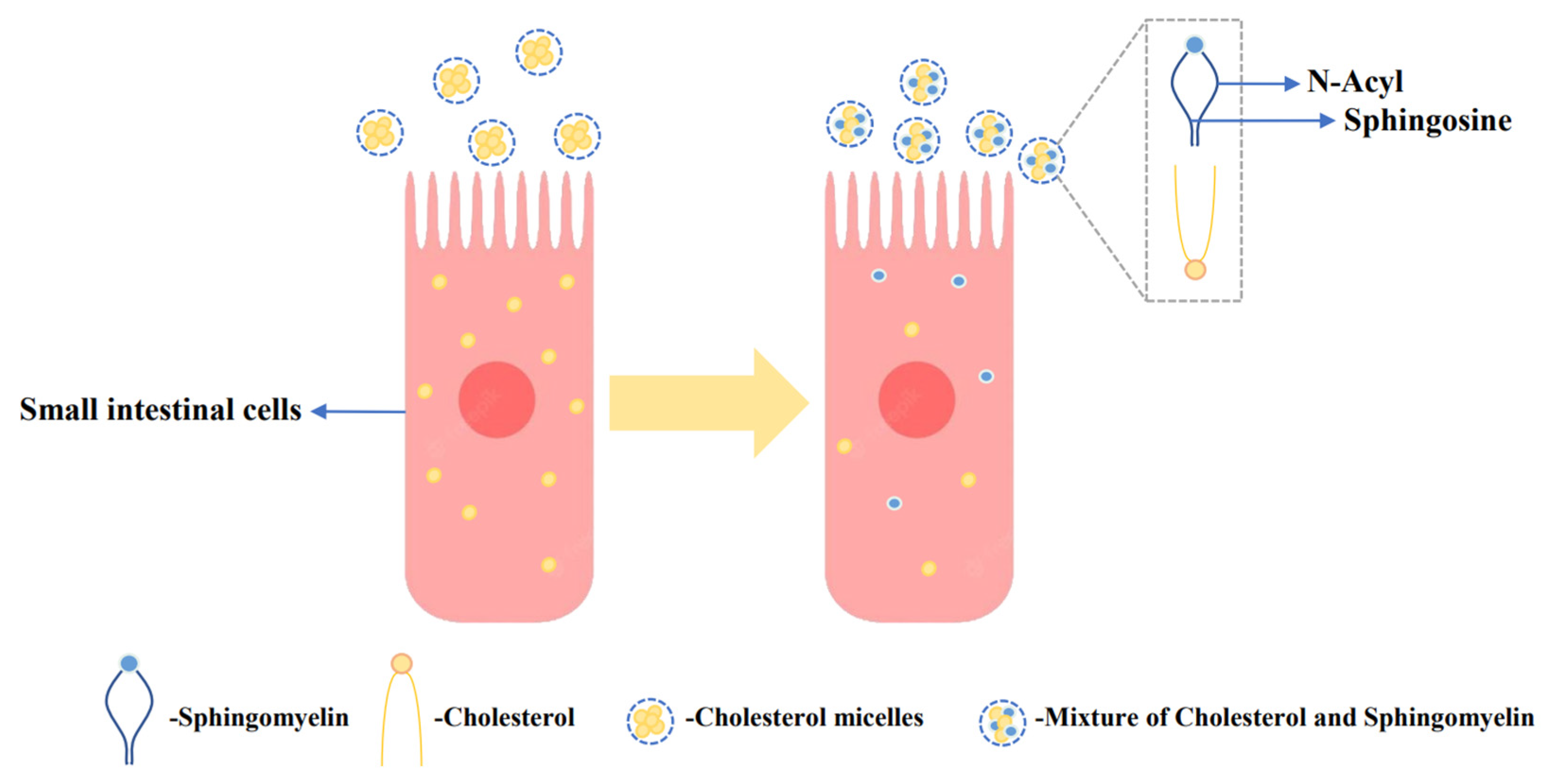 Foods Free FullText Bioactive Functions of Lipids in the Milk Fat