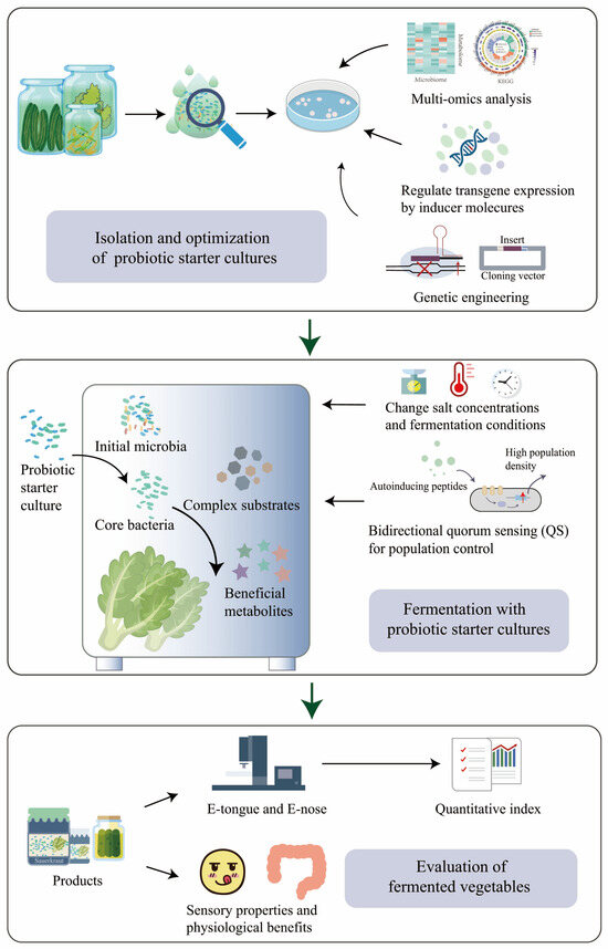 Foods Free FullText Advancing Insights into Probiotics during