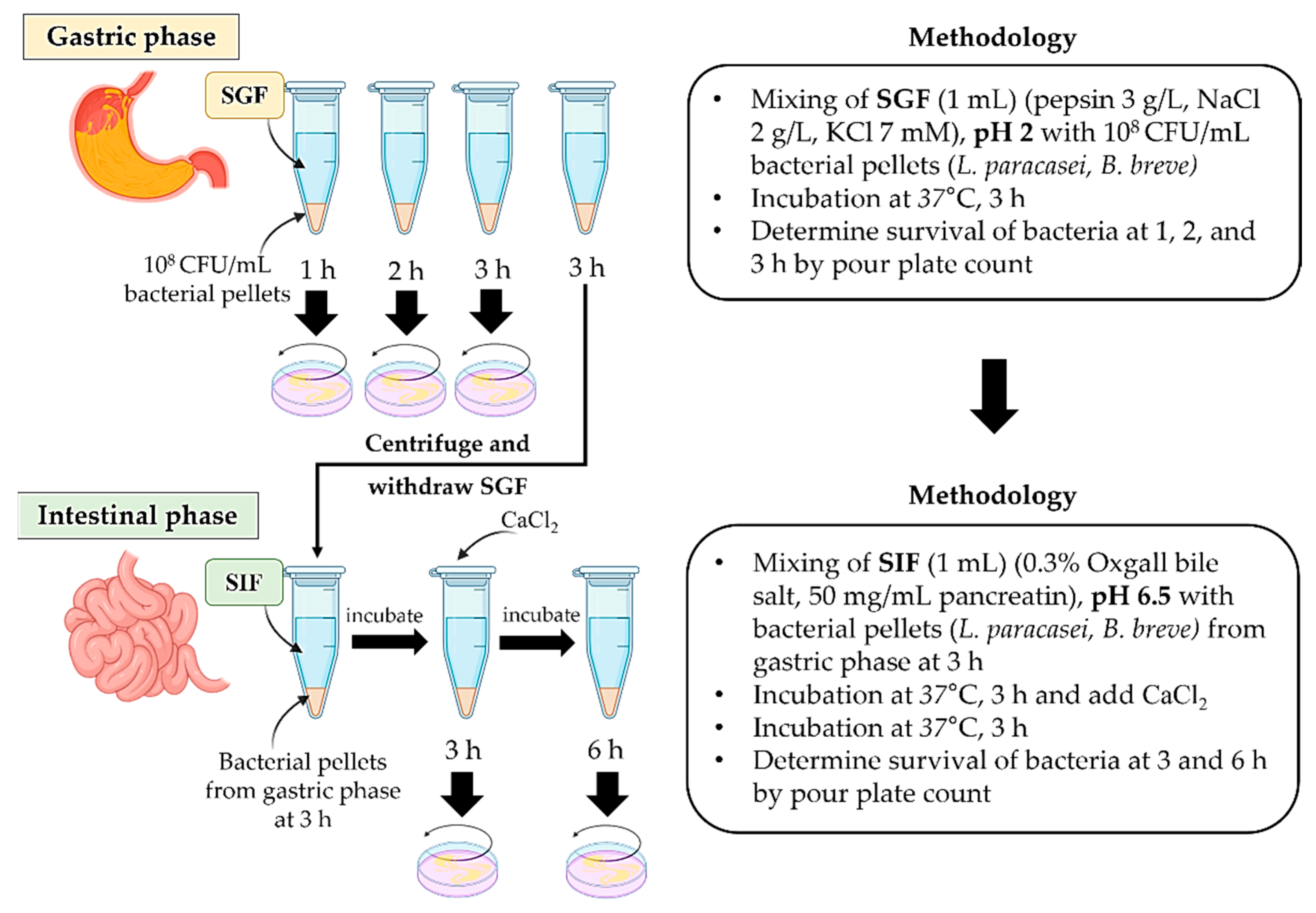 Foods 12 03847 g001 Foods 12 03847 g001