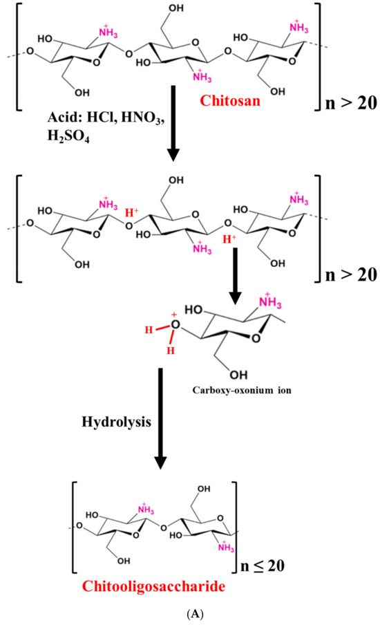 Chitooligosaccharide and Its Derivatives: Potential Candidates as 