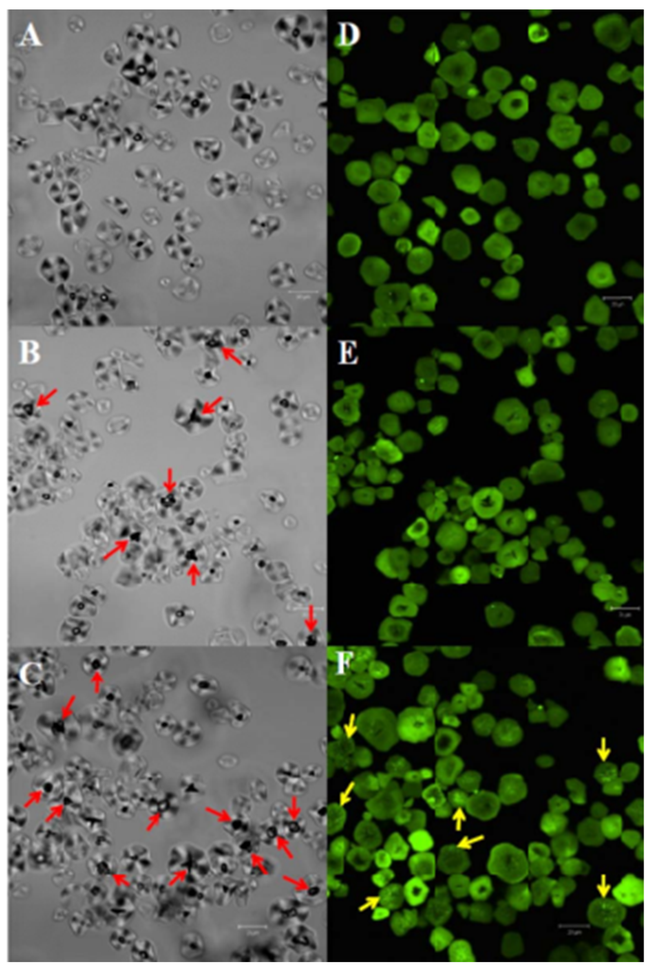 Foods 12 04221 g002 Foods 12 04221 g002