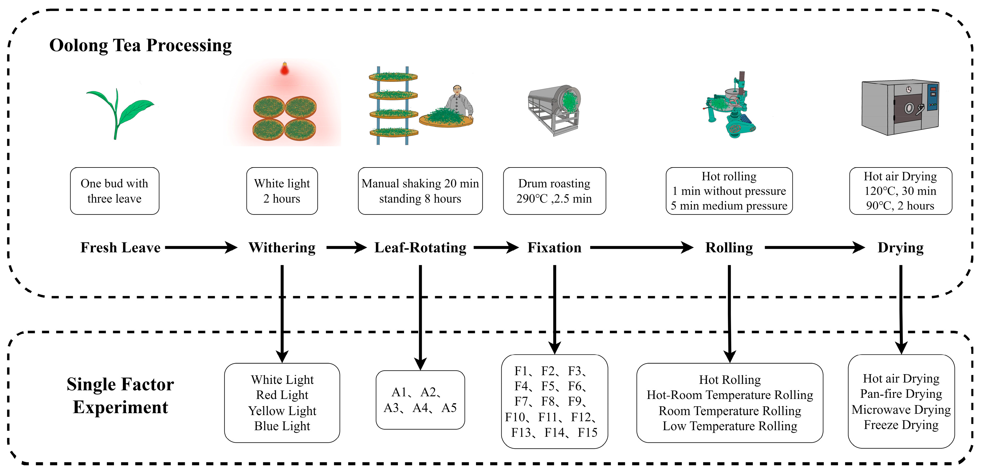 ヤナセのみ Optimizing Processing Techniques of Oolong Tea Balancing