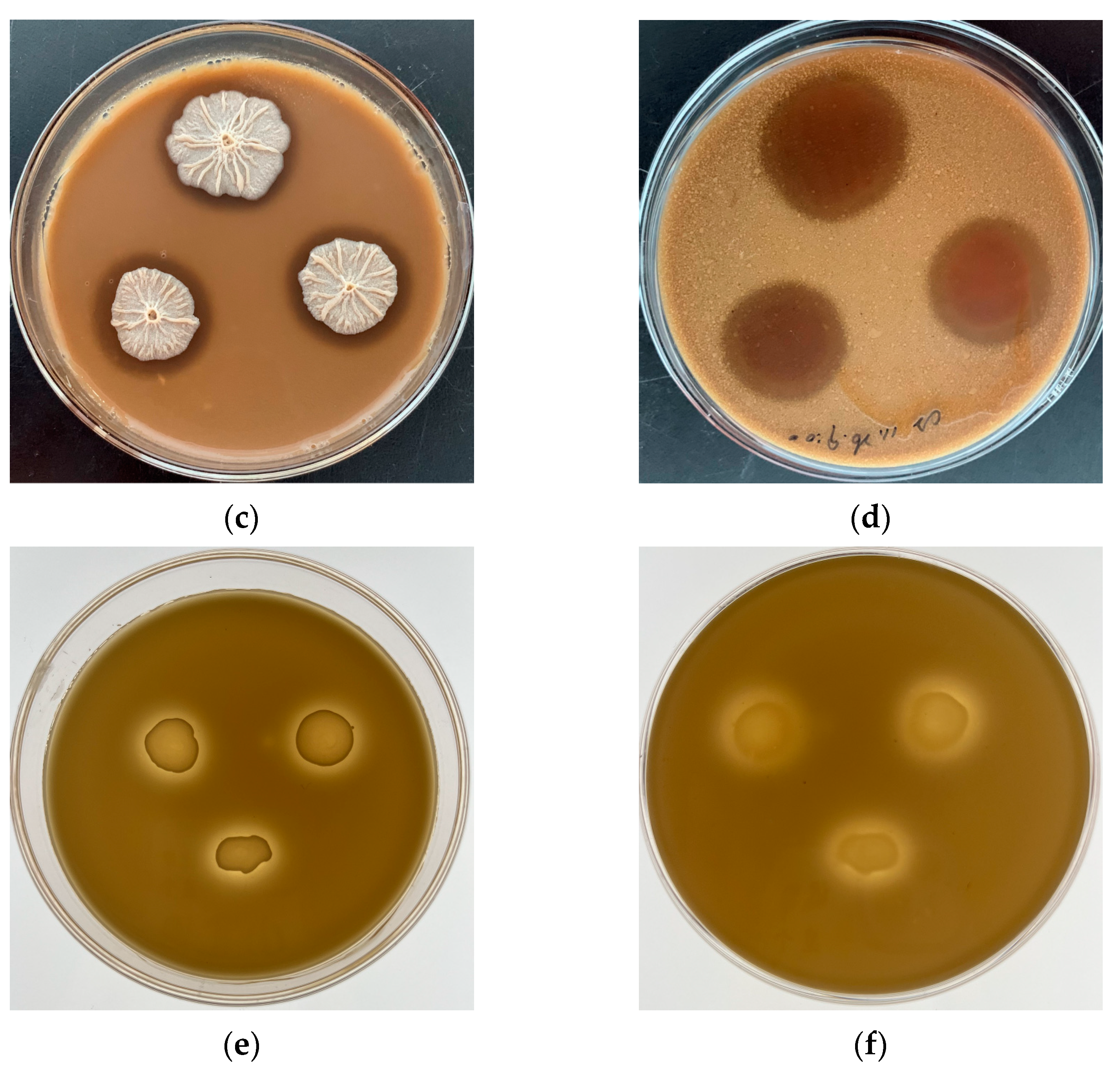 Foods 12 04336 g0a1b