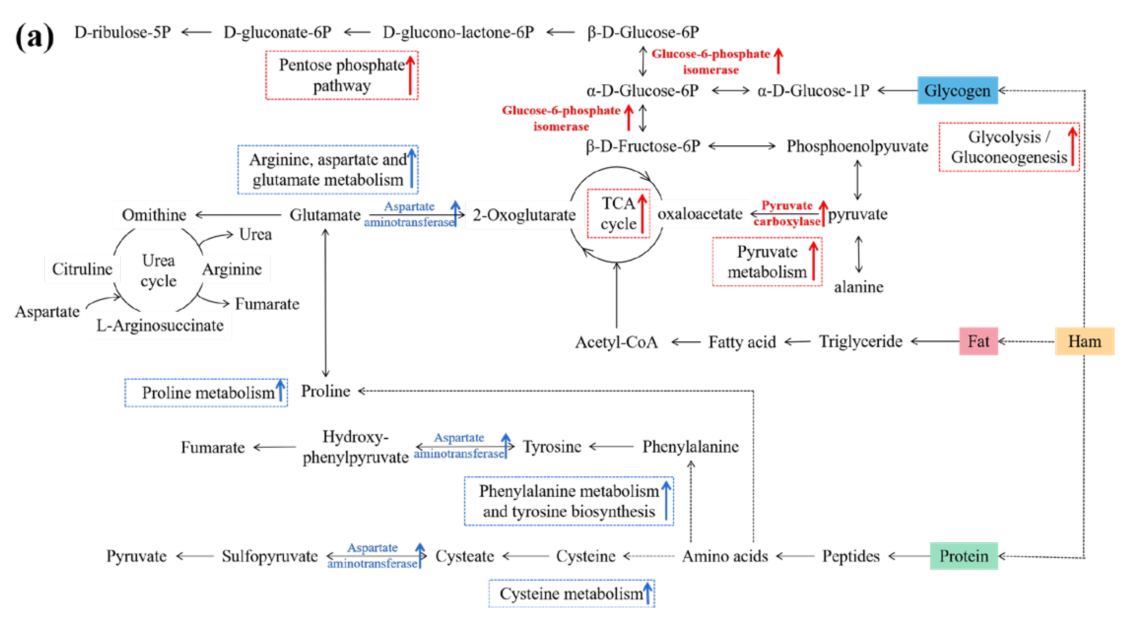 Foods 12 04348 g011a