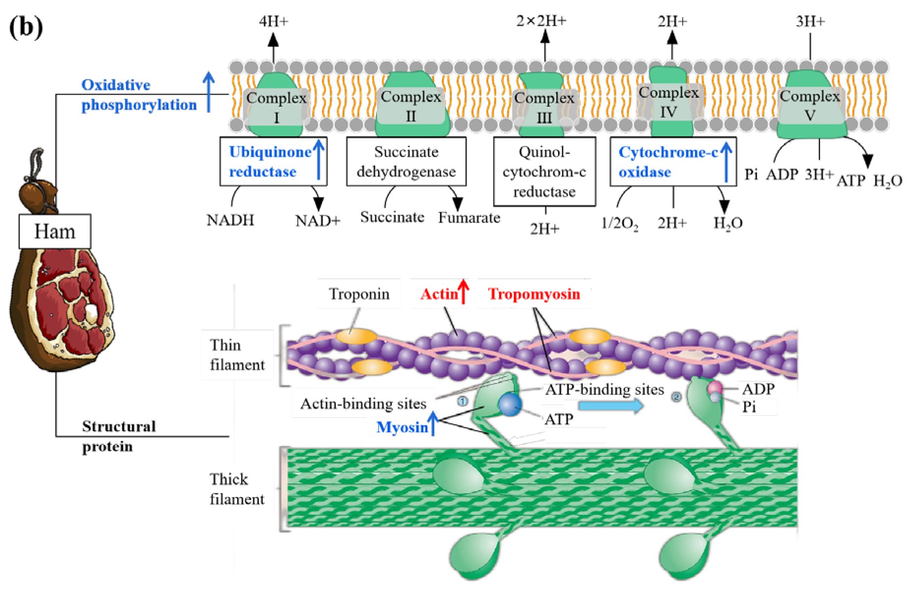 Foods 12 04348 g011b