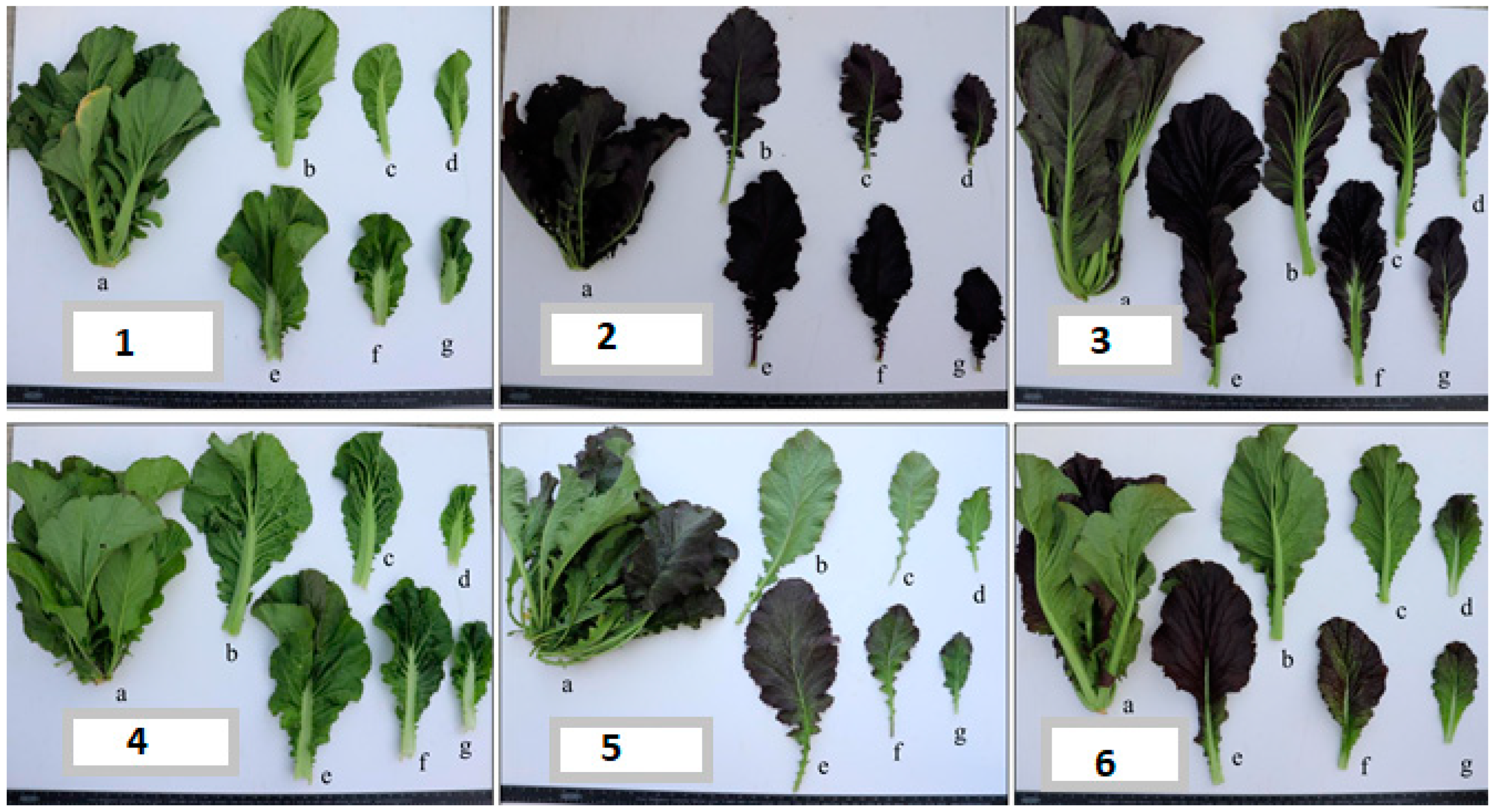 Old Fashioned Mustard Greens (Brassica juncea)