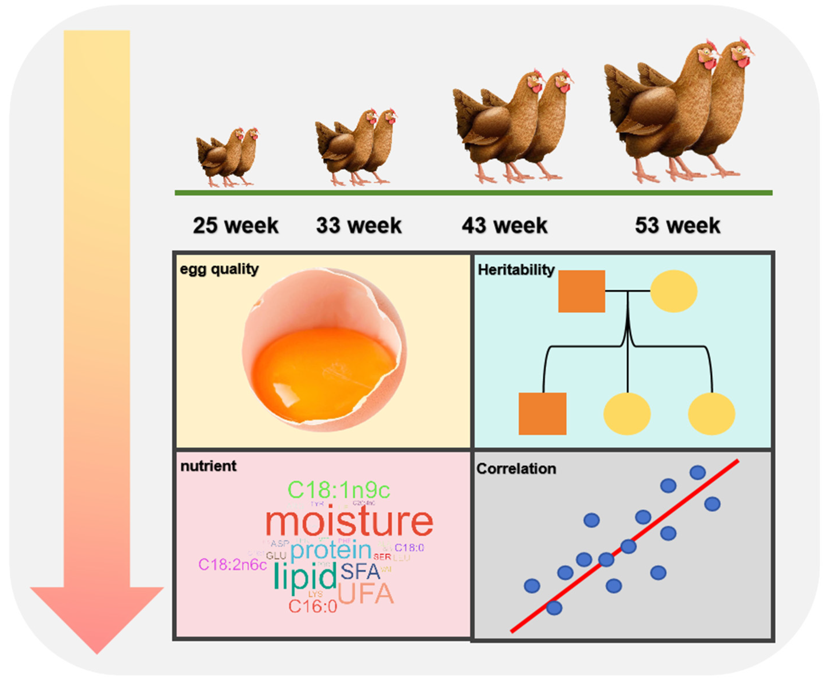 Dynamic Changes in Egg Quality, Heritability and Correlation
