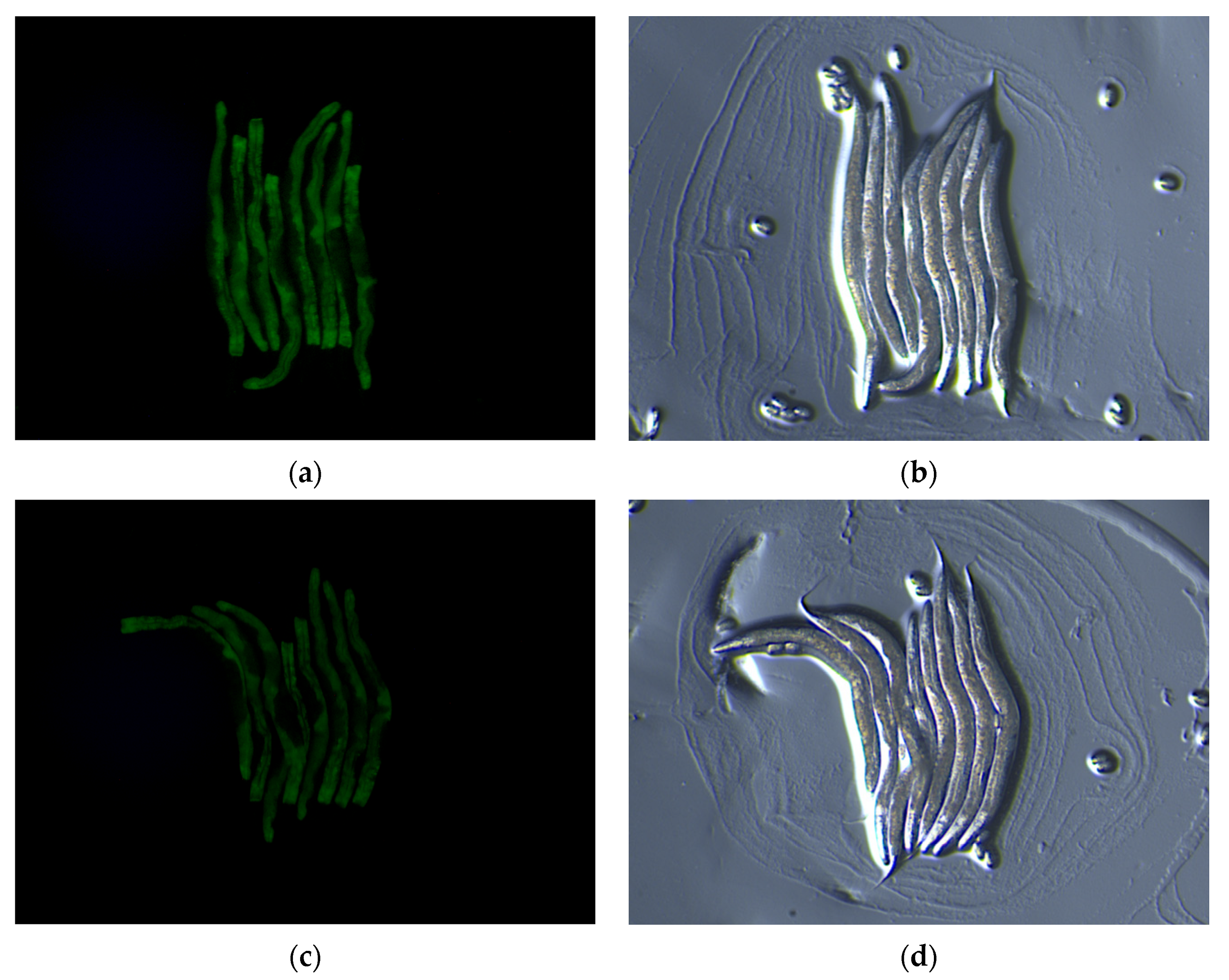 Foods 13 00158 g008 Foods 13 00158 g008
