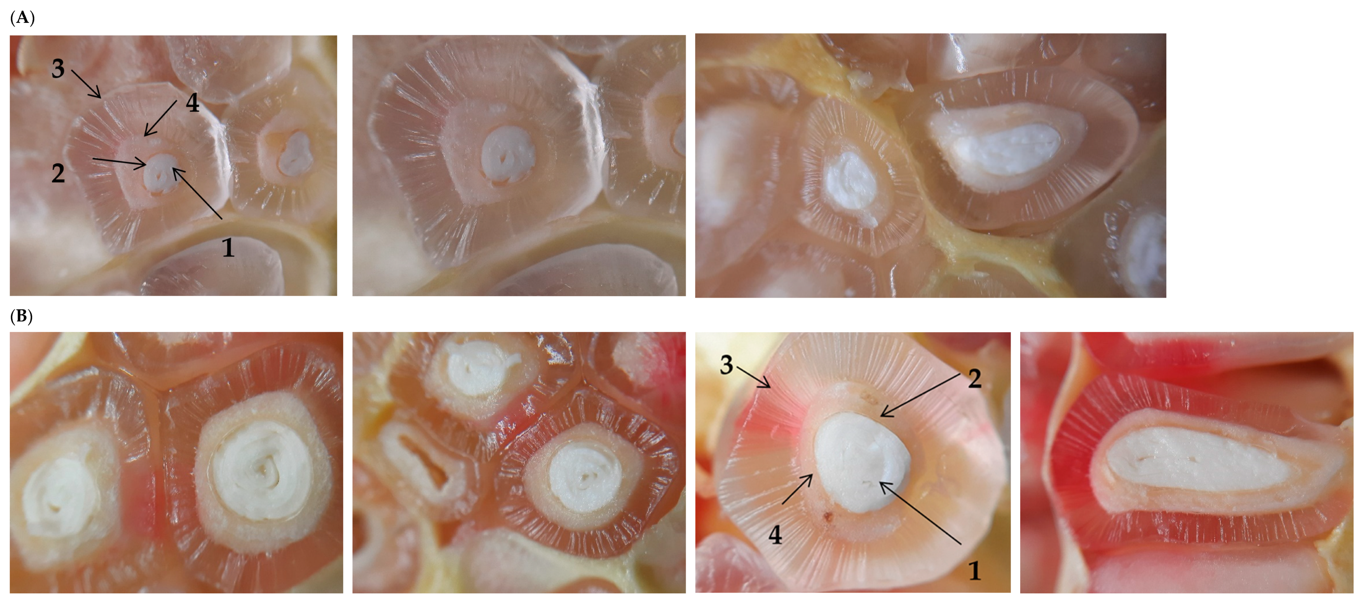 Foods 13 00201 g003a