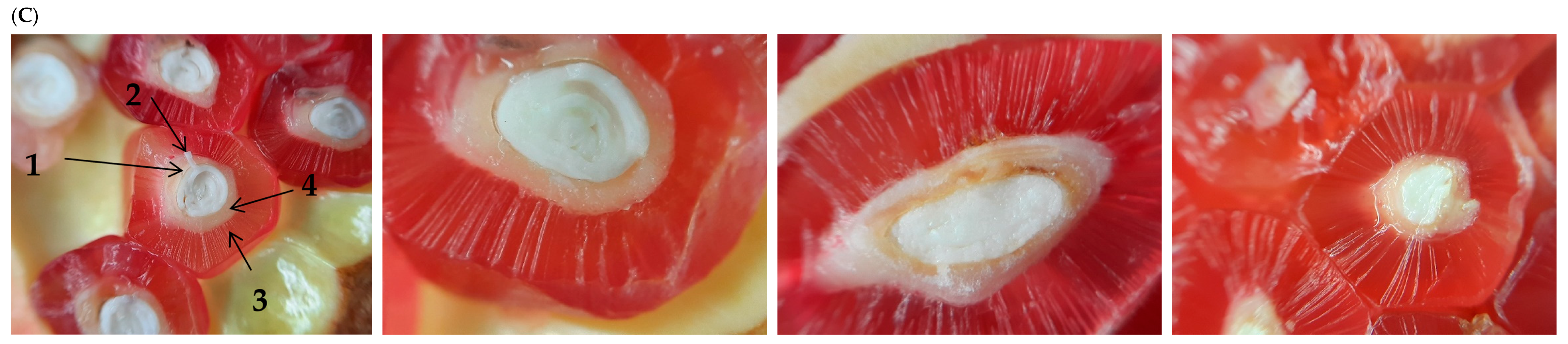 Foods 13 00201 g003b