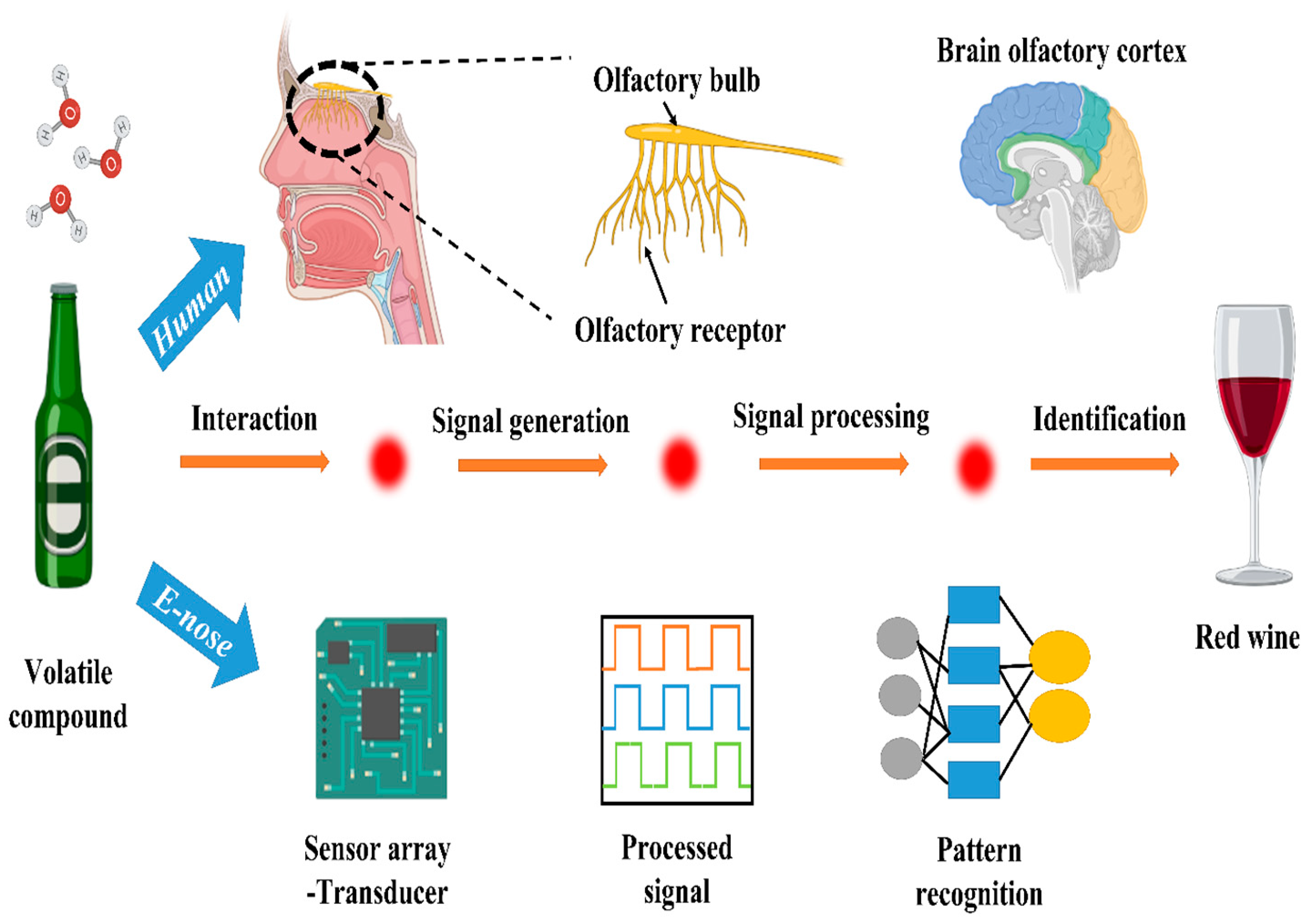 Foods 13 00556 g007 Foods 13 00556 g007