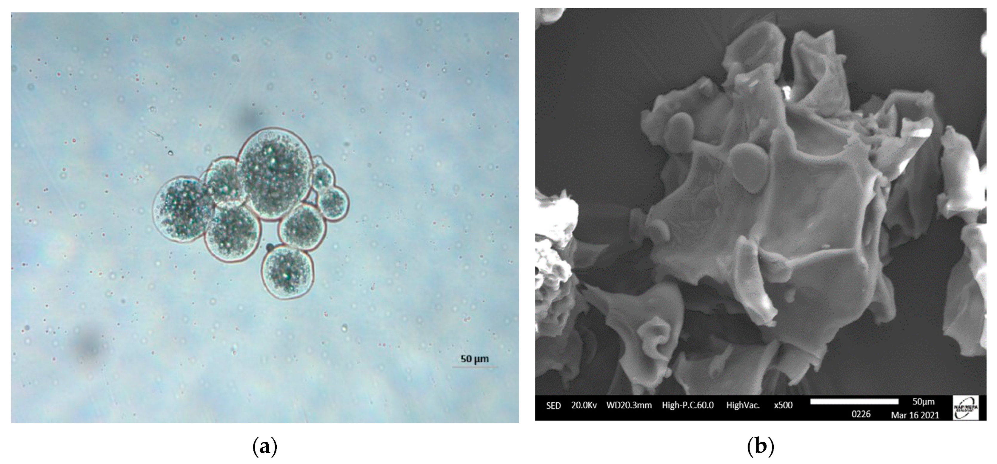 Foods 13 00565 g001 Foods 13 00565 g001