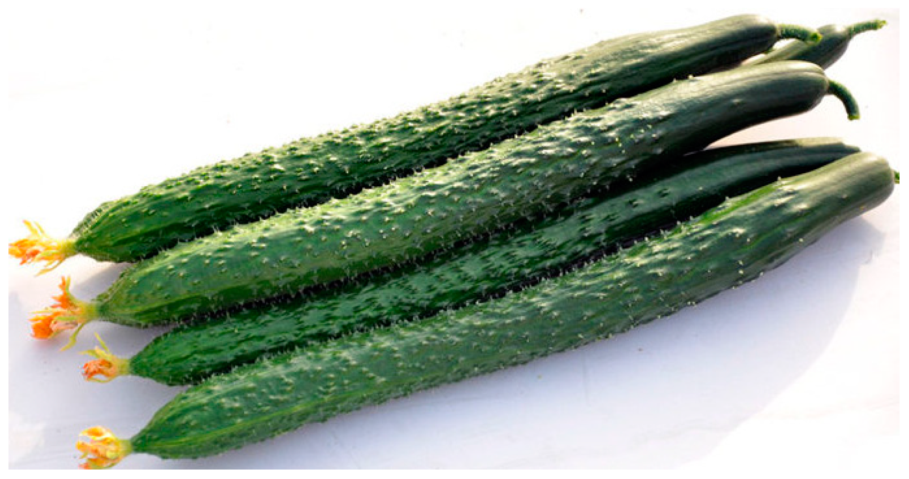 Foods 13 00606 g001 Foods 13 00606 g001