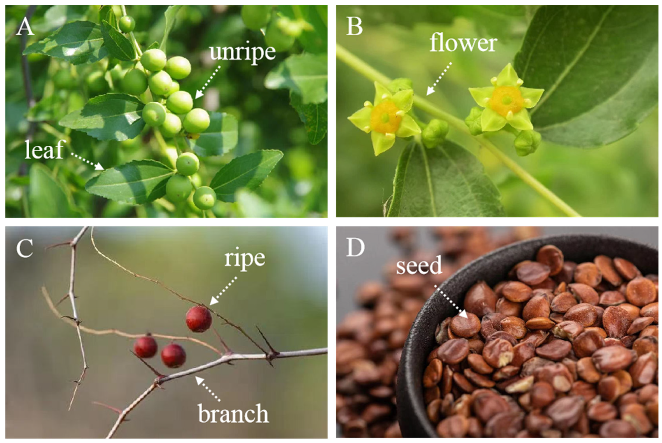 激安ブランド Sour Bibliometric A spinosa): var. jujuba (Ziziphus Jujube その他