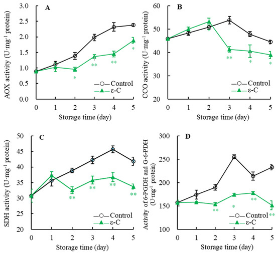 Investigating the Respiratory and Energy Metabolism