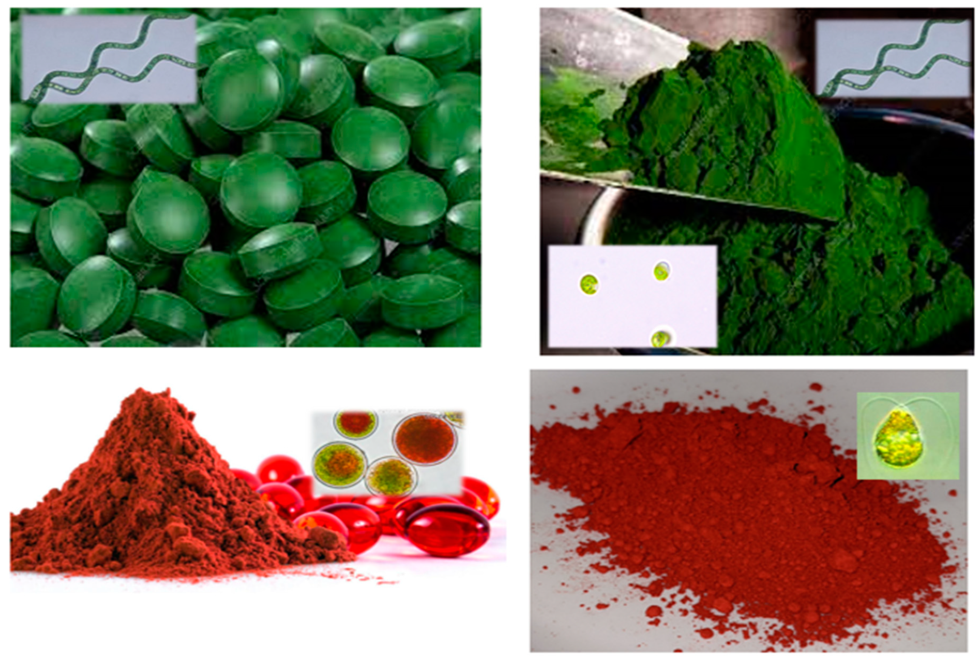 Foods 13 00725 g001 Foods 13 00725 g001