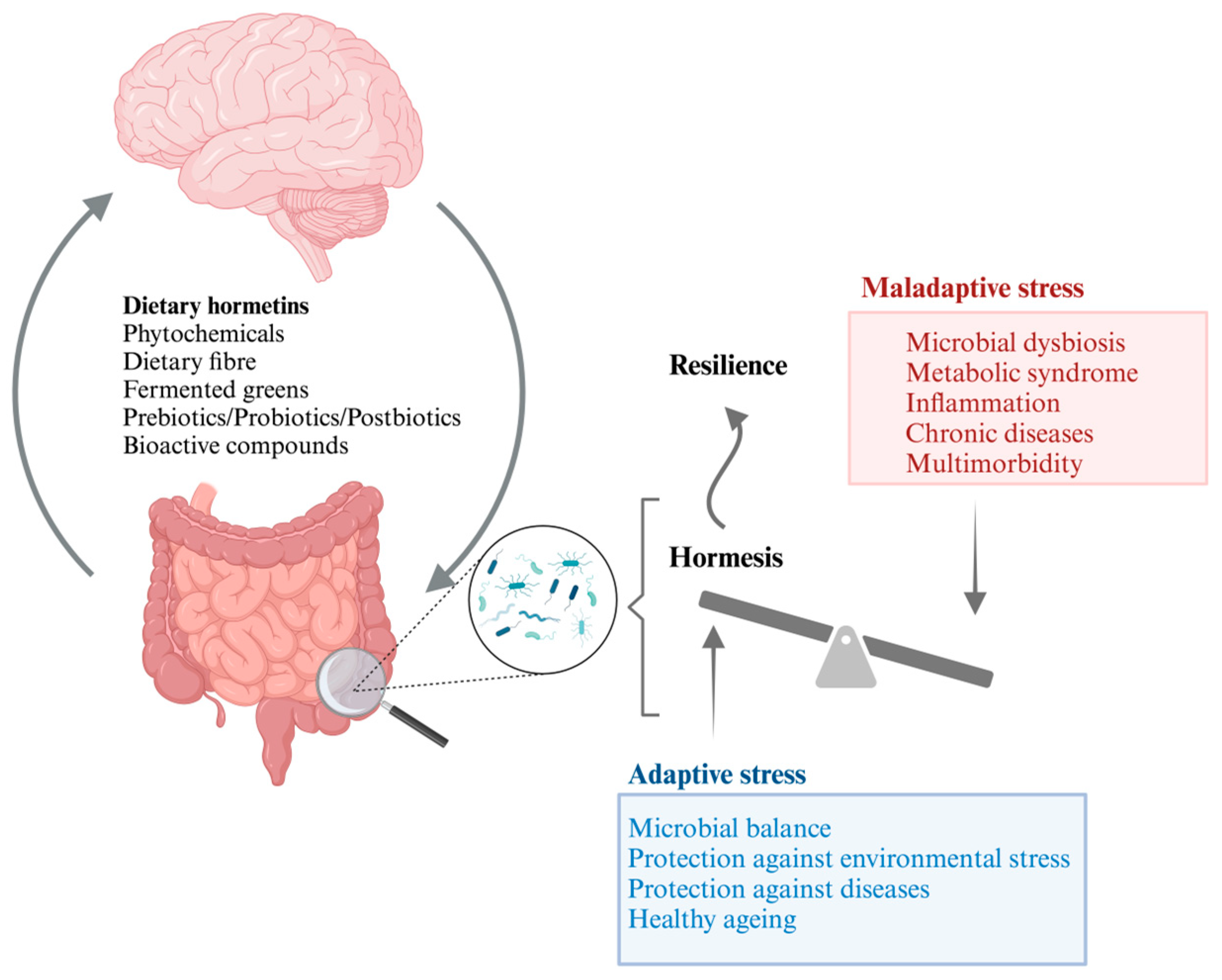 エマ Local and Systemic Effects of Bioactive Food Ingredients: Is There