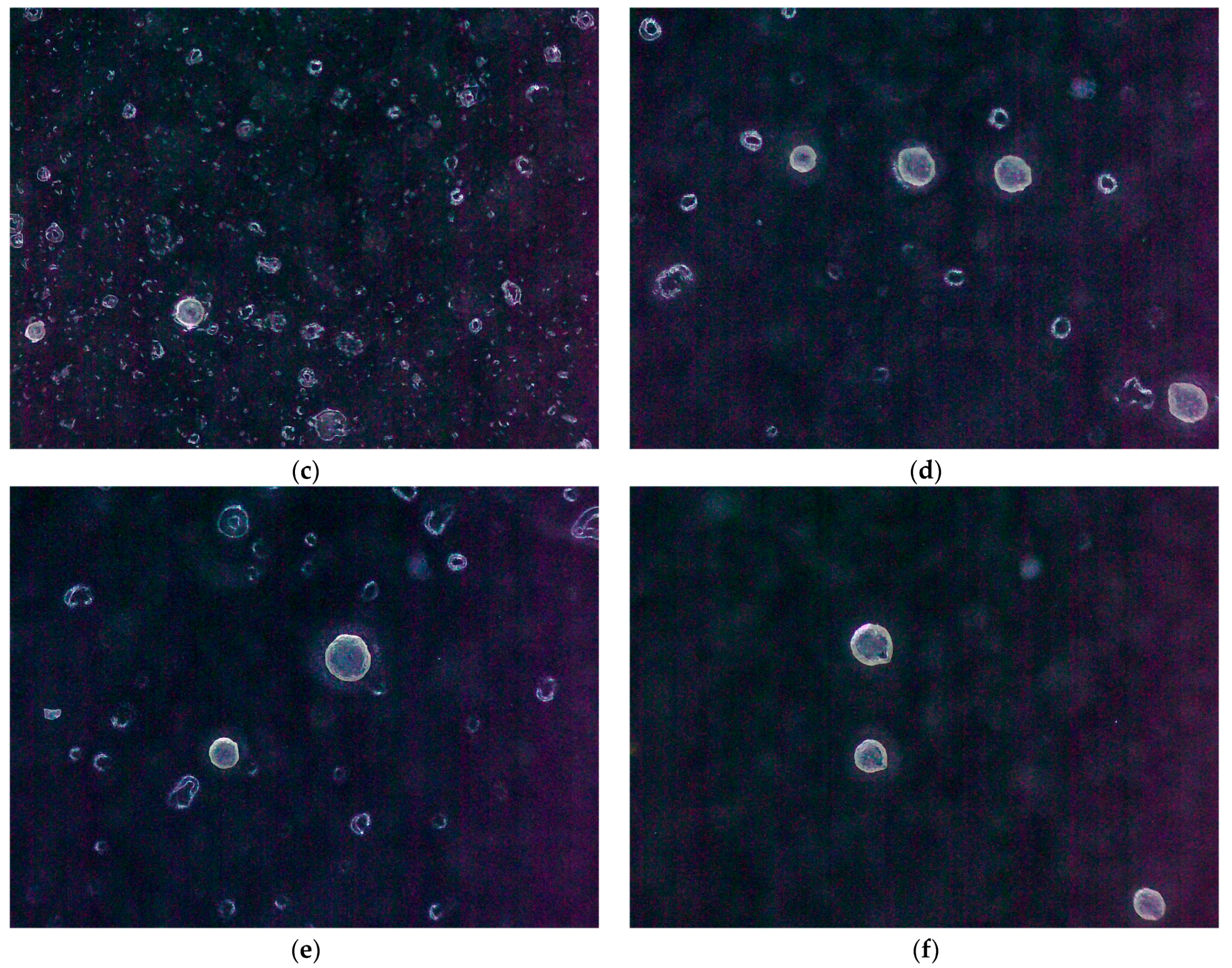 Foods 13 00769 g002b