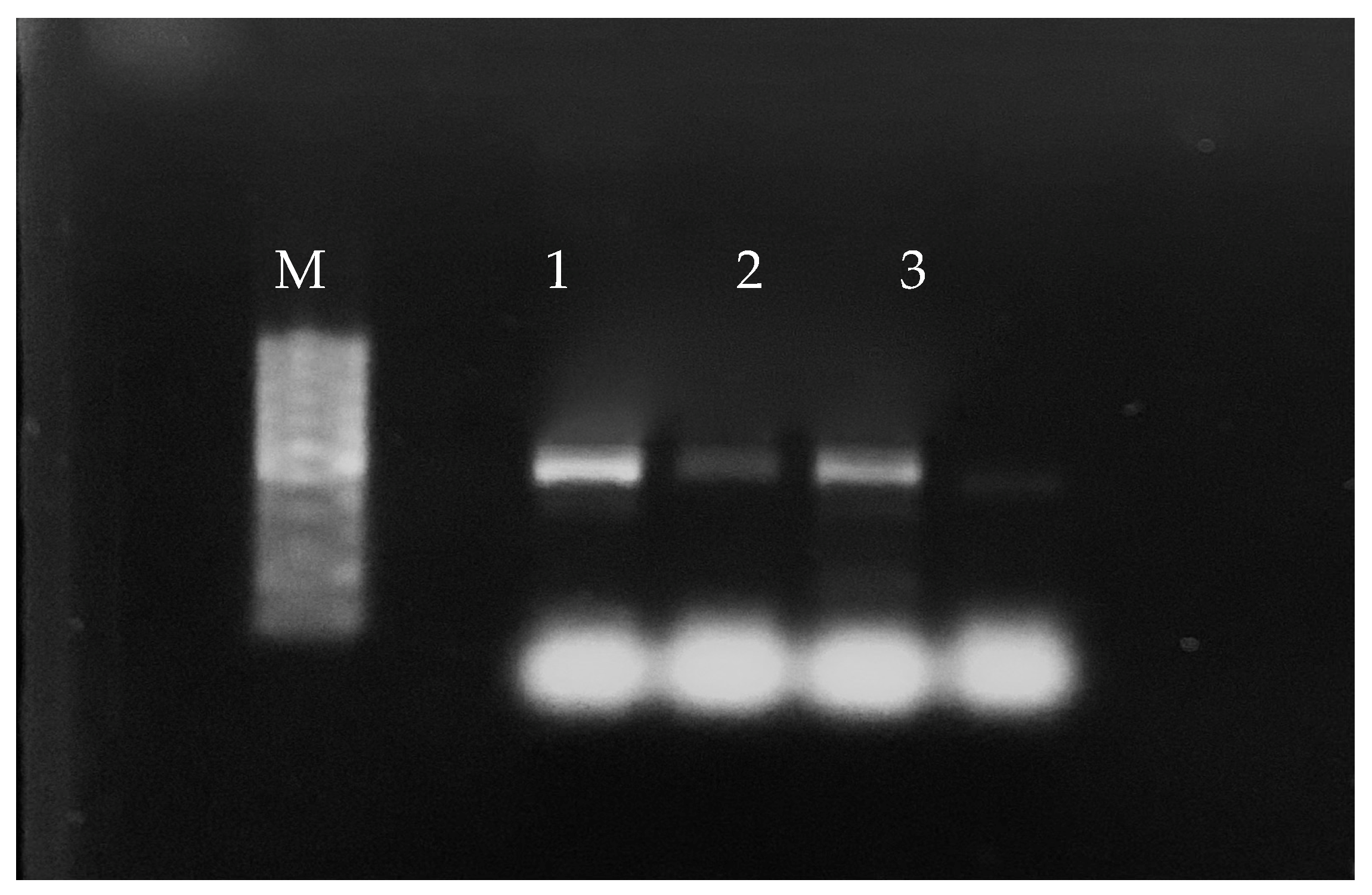 Foods 13 00845 g001 Foods 13 00845 g001