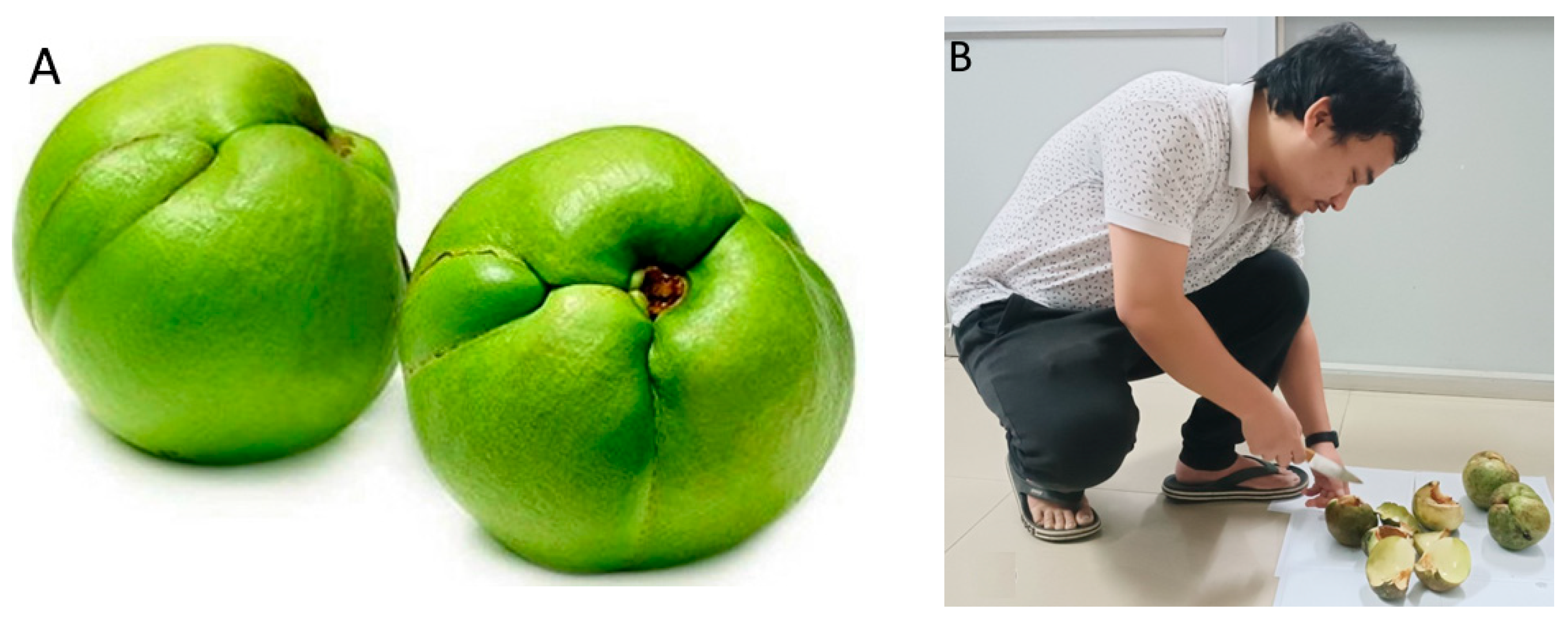 Foods 13 00848 g001 Foods 13 00848 g001