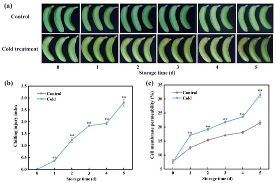 The Role of MaWRKY70 in Regulating Lipoxygenase Gene