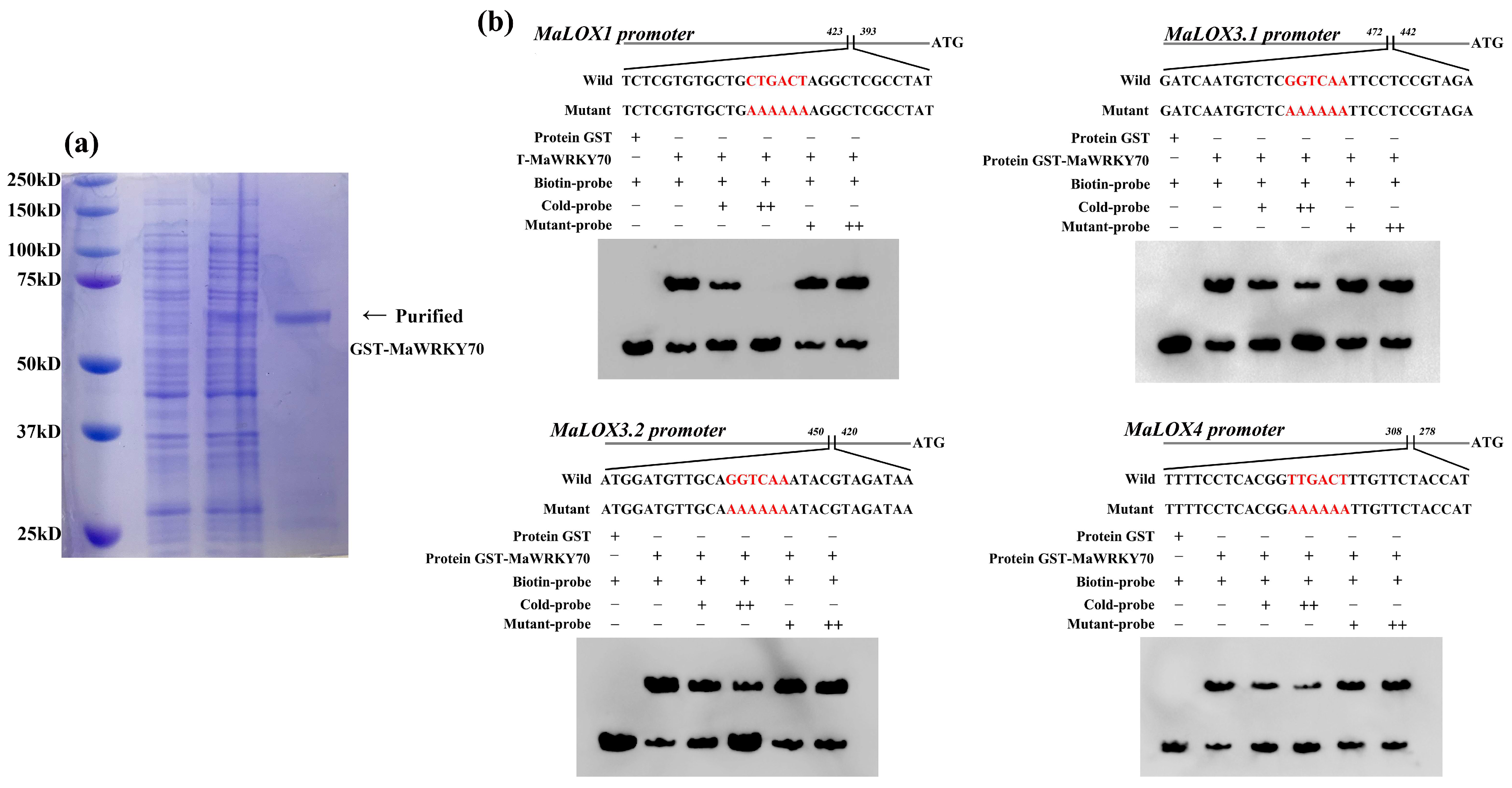 Foods 13 00854 g005 Foods 13 00854 g005