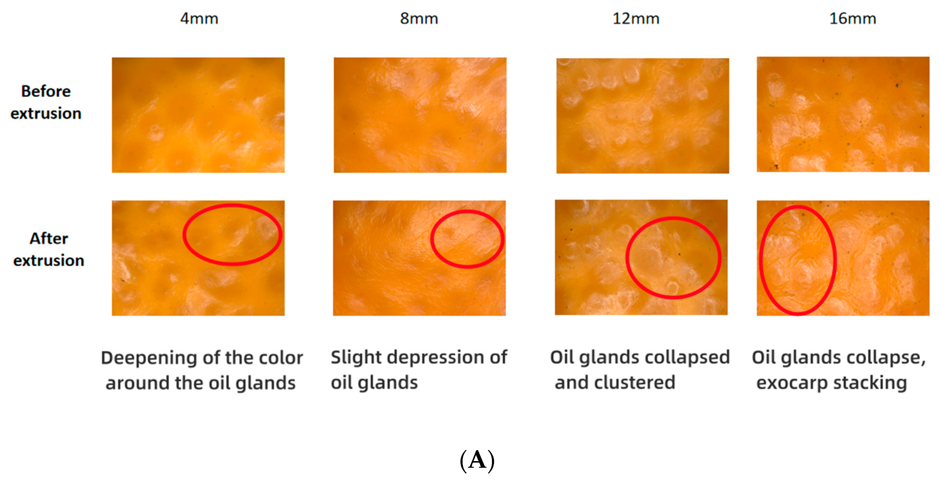 Foods 13 00892 g003a Foods 13 00892 g003a