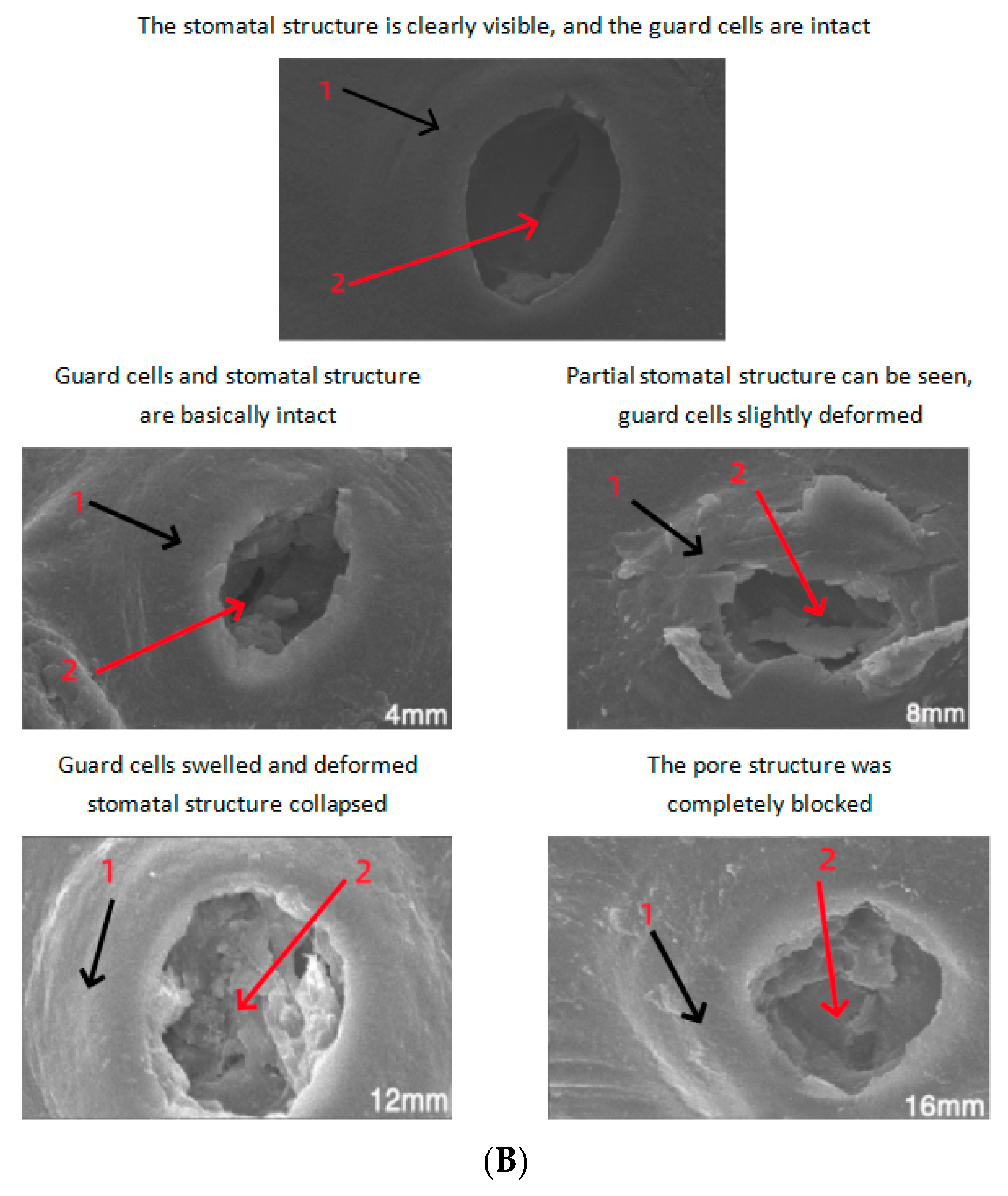 Foods 13 00892 g003b Foods 13 00892 g003b