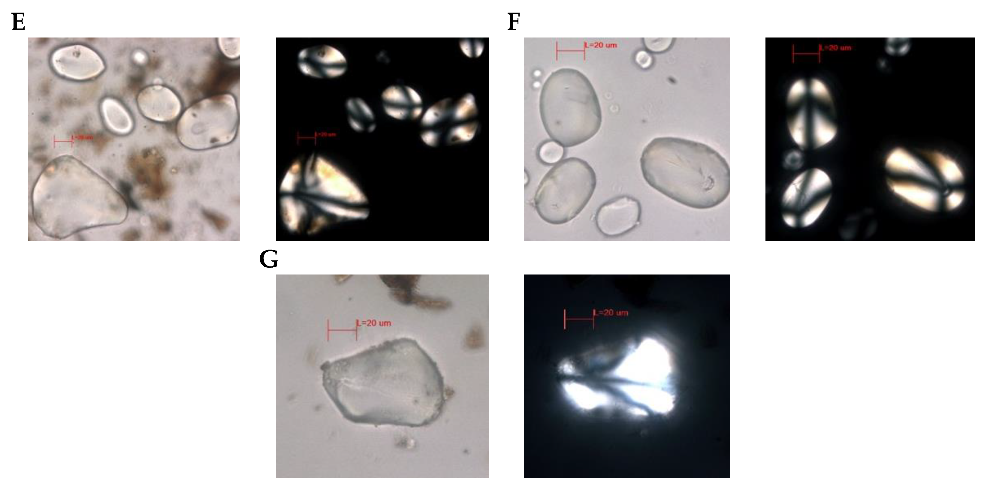 Foods 13 01090 g003b