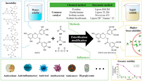 Comprehensive Review of EGCG Modification: Esterification