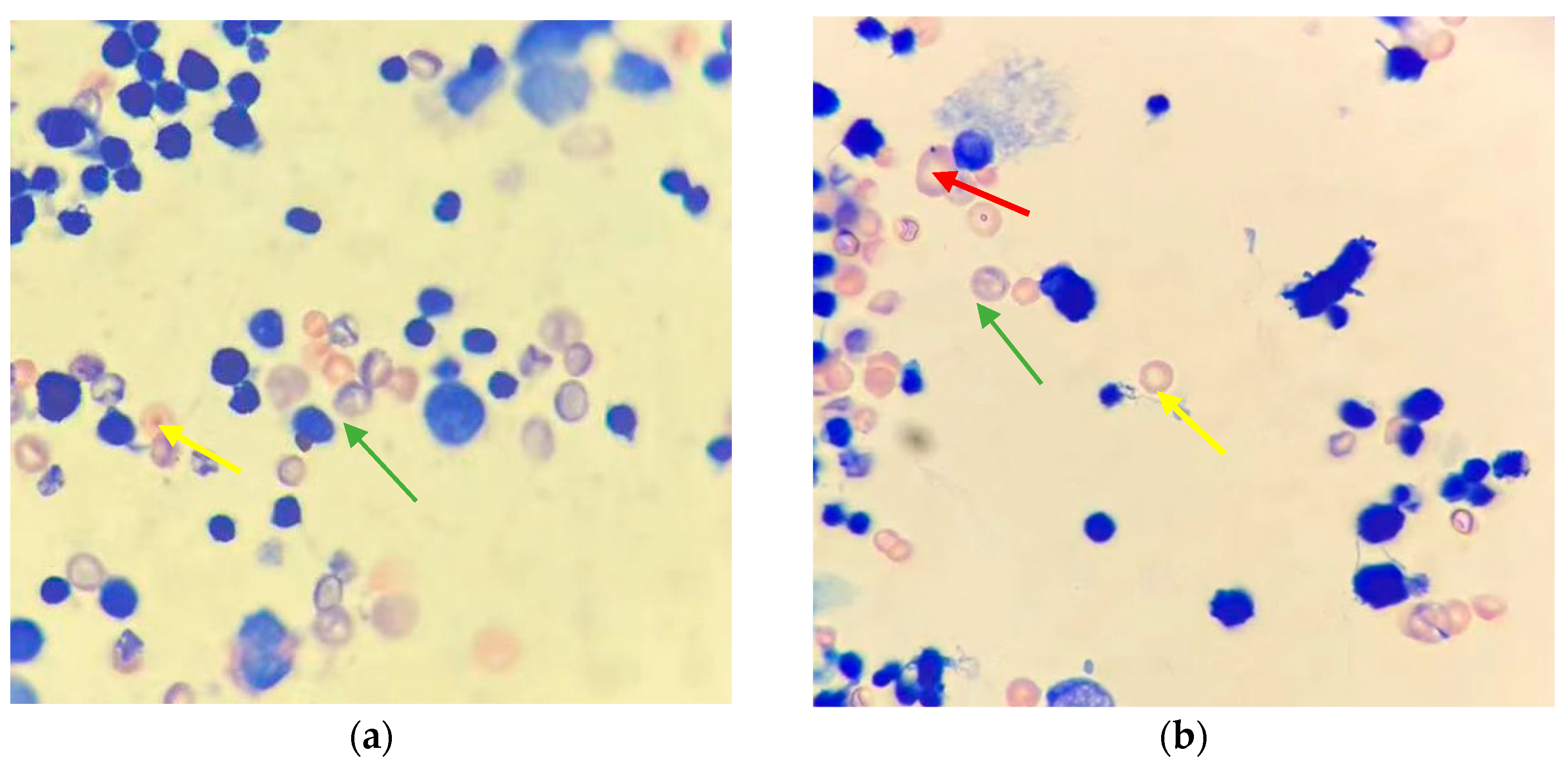 Foods 13 01404 g001a