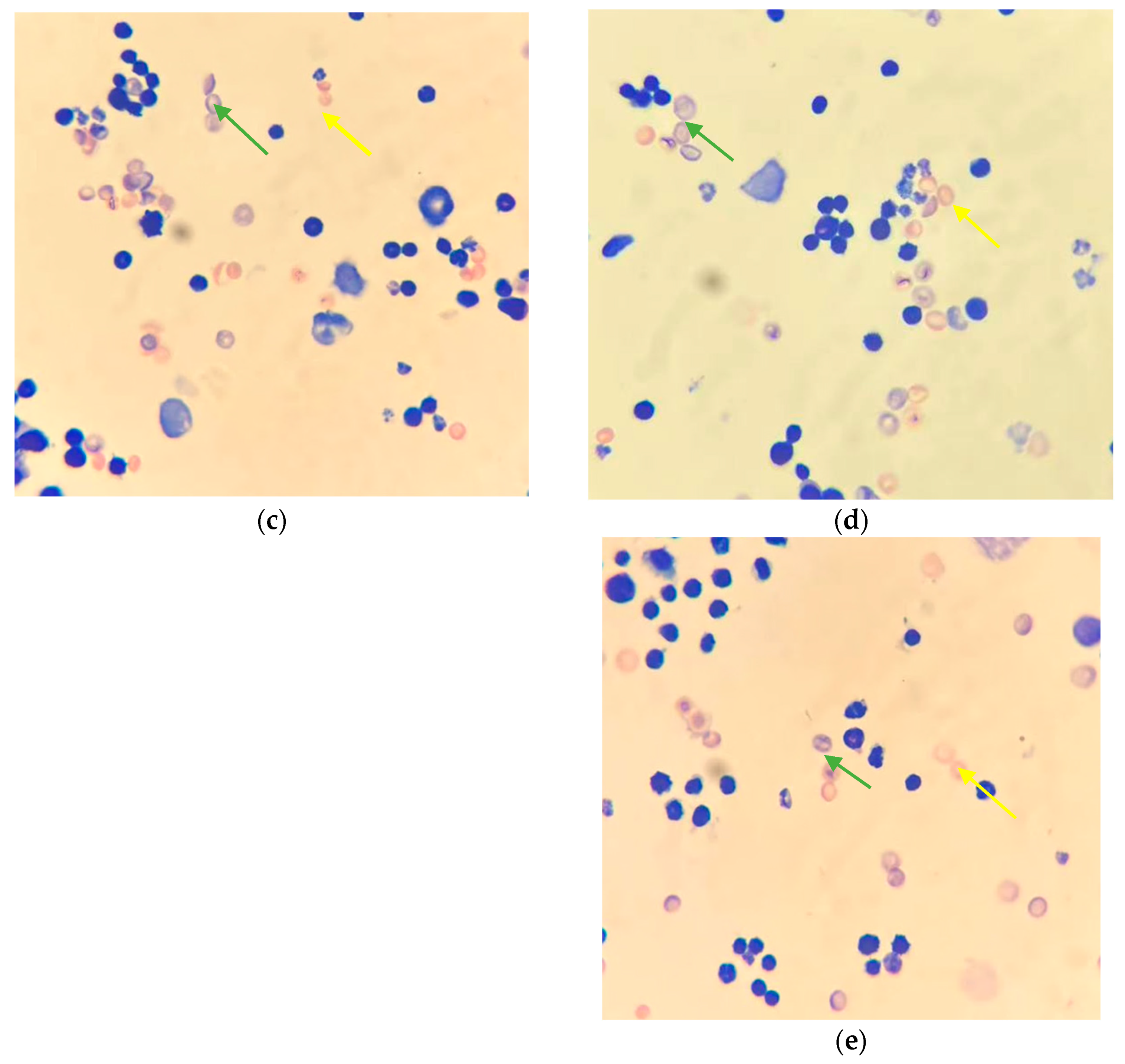 Foods 13 01404 g001b