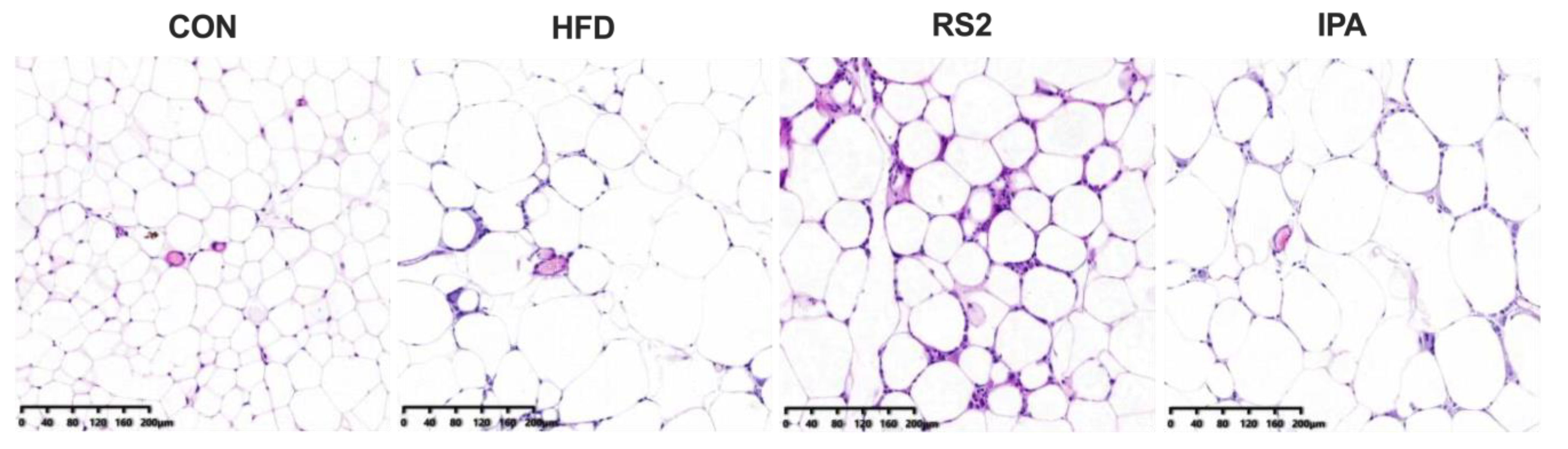 Foods 13 01625 g002 Foods 13 01625 g002